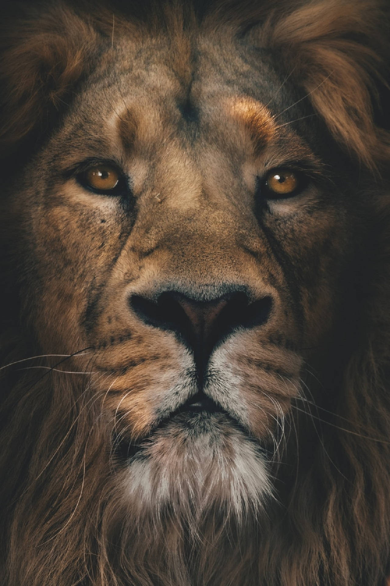 Top Lion Head Wallpaper Full HD 4k To Use