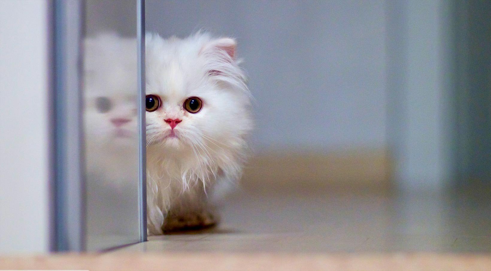 Cute White Cat Wallpaper For Desktop   Litle Pups