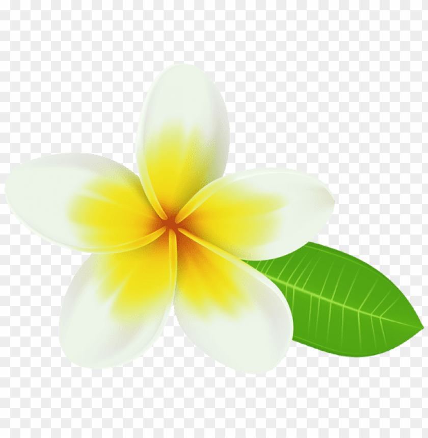 Plumeria Png Image Background Toppng