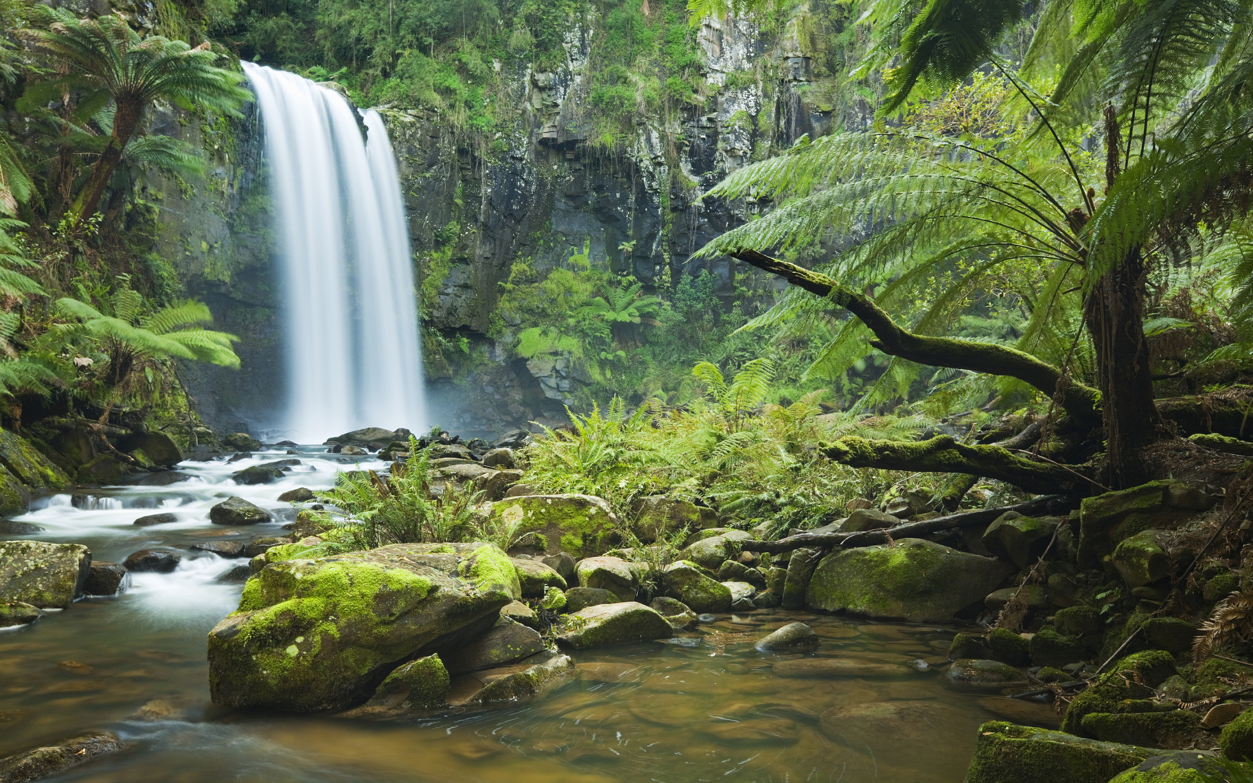 Rainforest waterfall wallpaper 2560x1600 31539