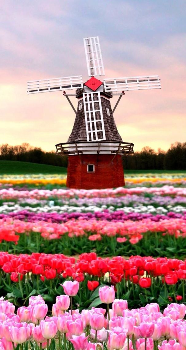 Holland with their beautiful tulips and windmills iOS8 HD 606x1136