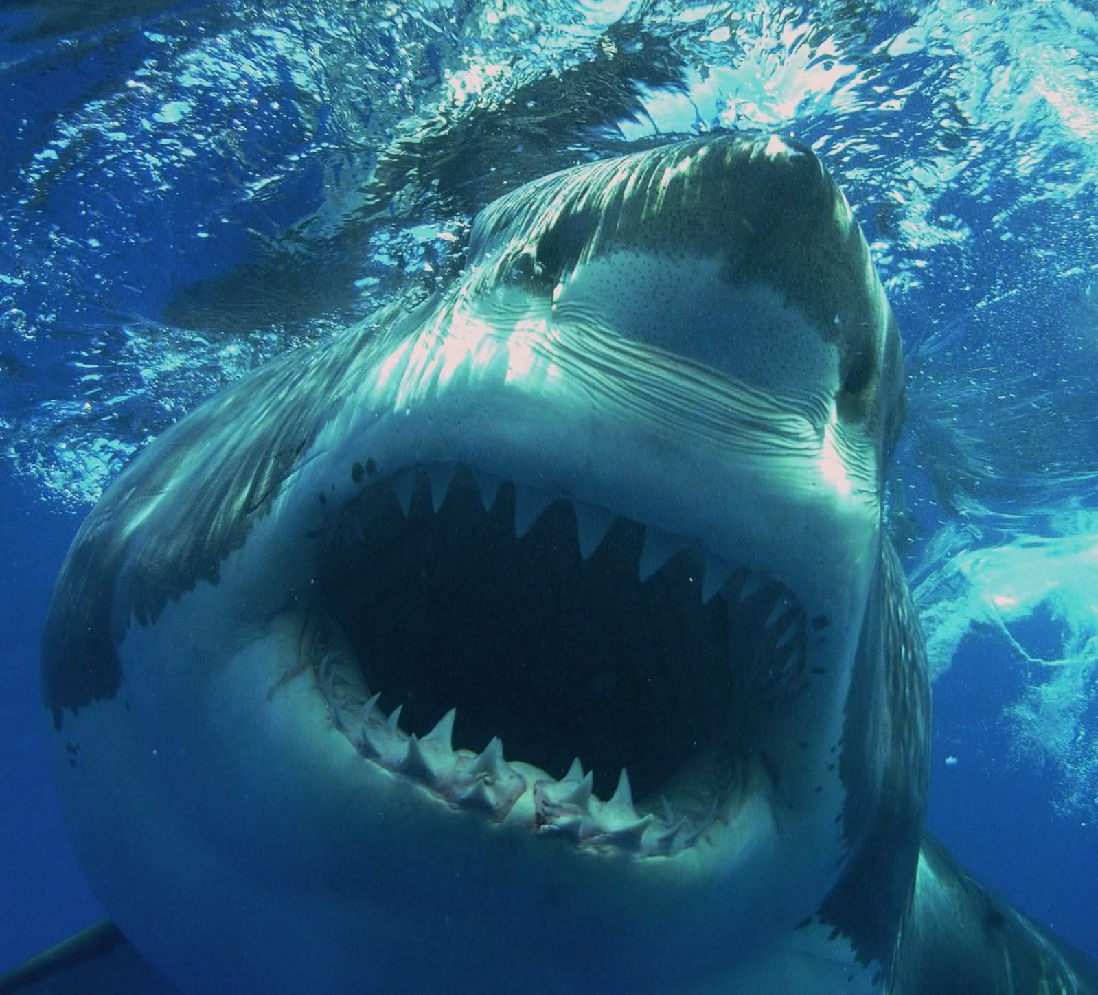 Great White Shark Image HD Wallpaper In Animals Imageci