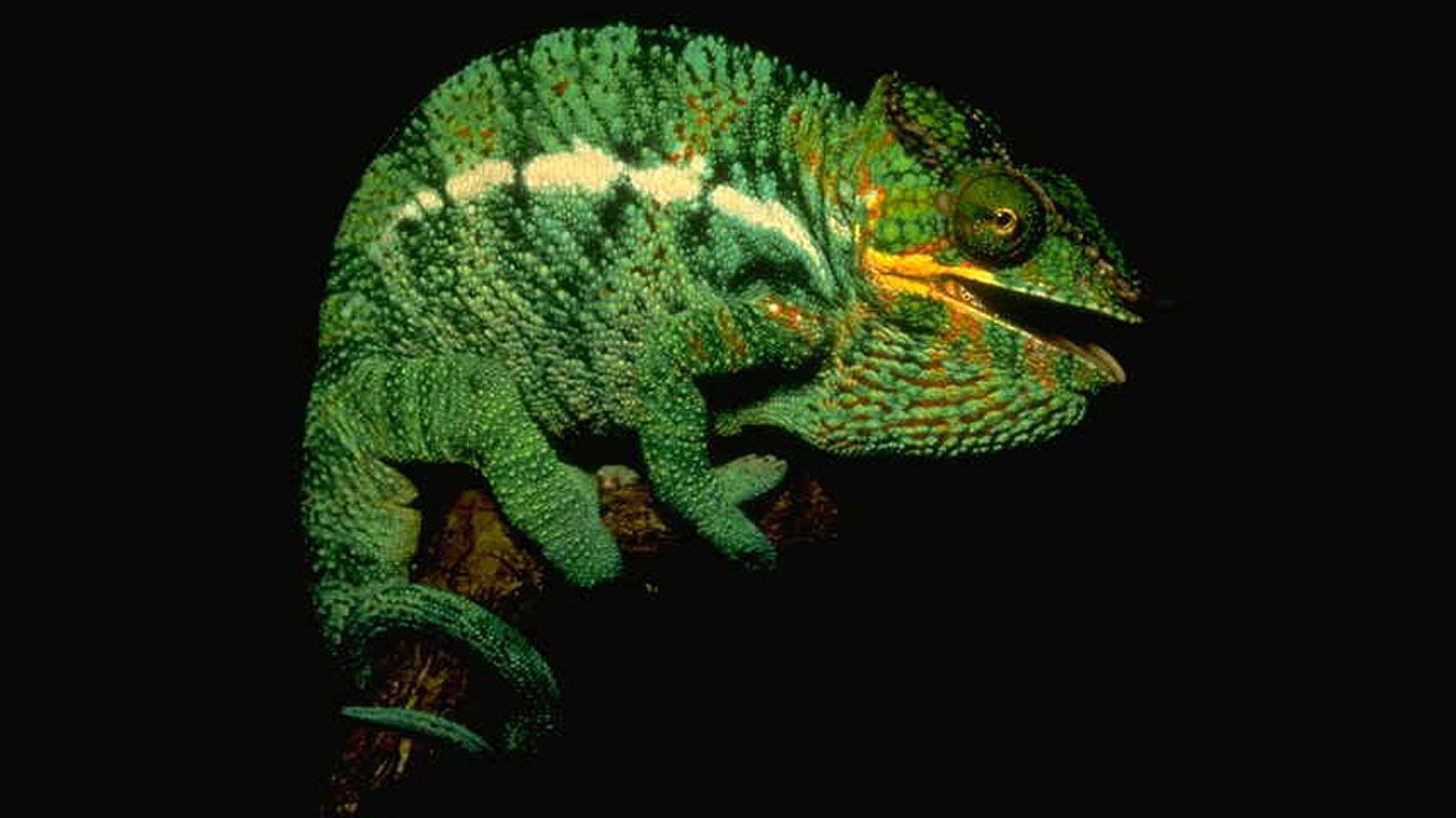 Chameleon HD Wallpaper Jootix Picture