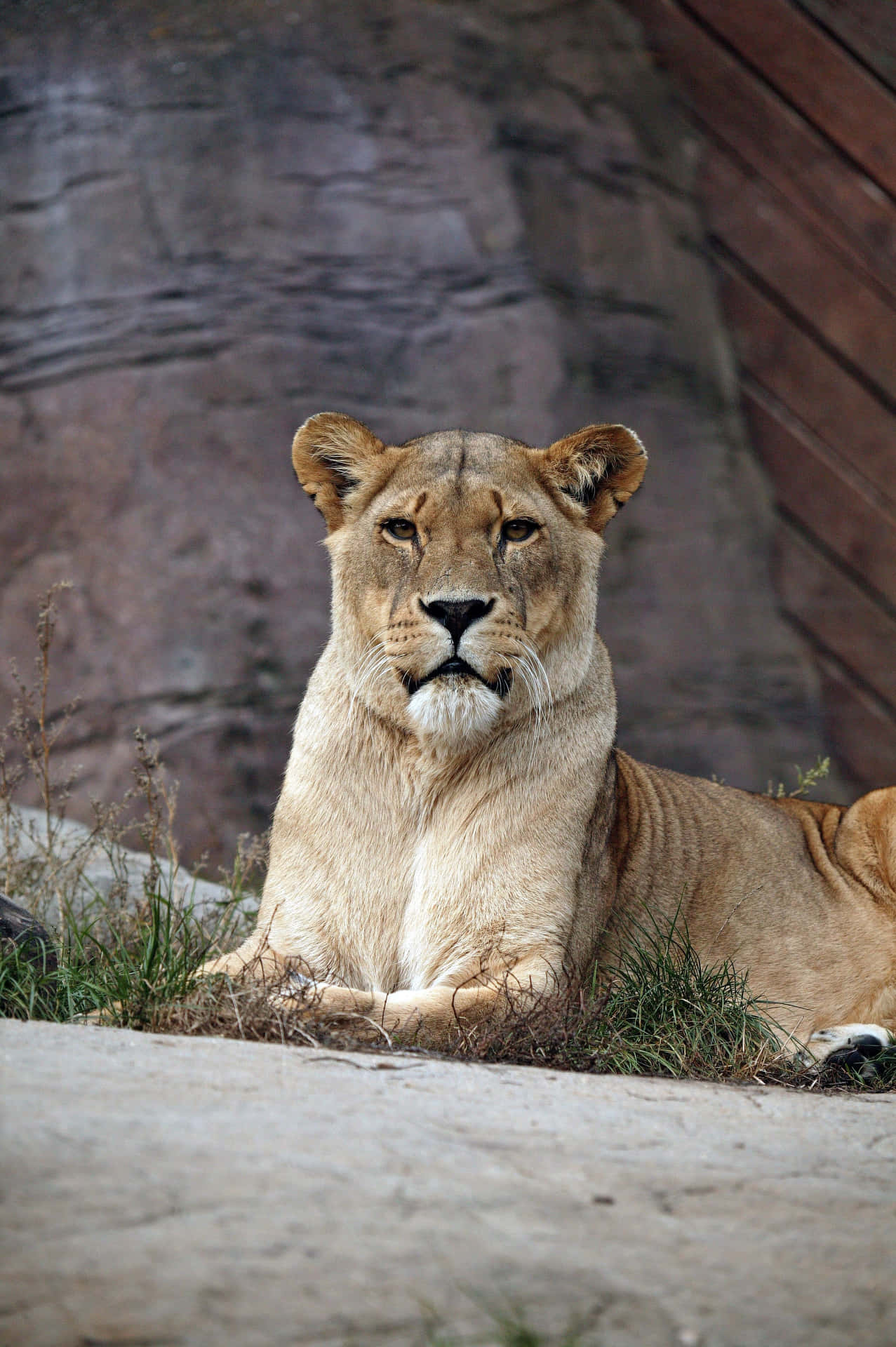 Lioness In A Zoo Gj3rsrfjfti9m422 Wallpaper