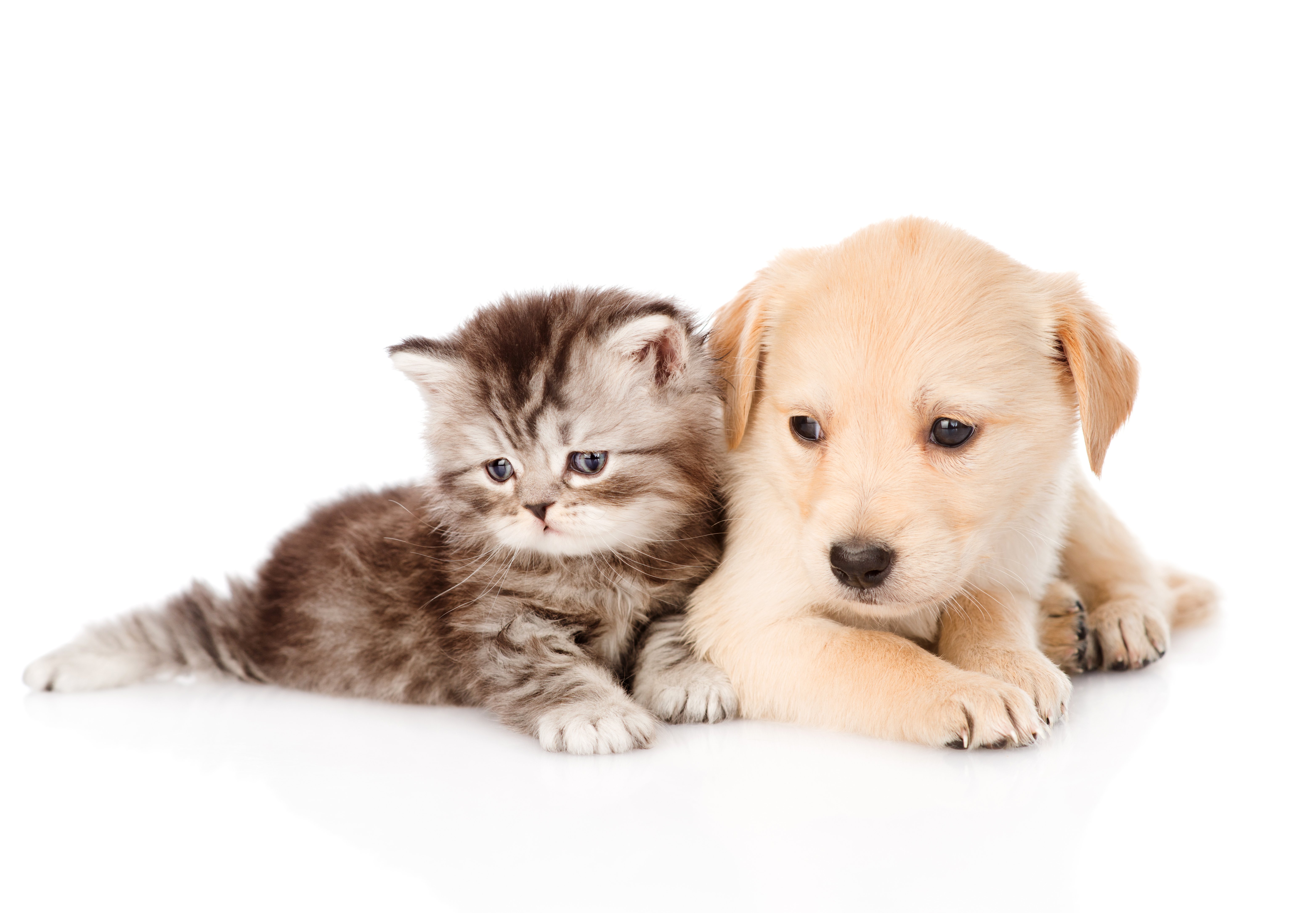 Dog And Cat Wallpaper High Quality Resolution Long