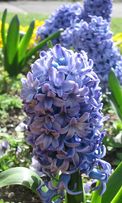 Hyacinth HD Live Wallpaper