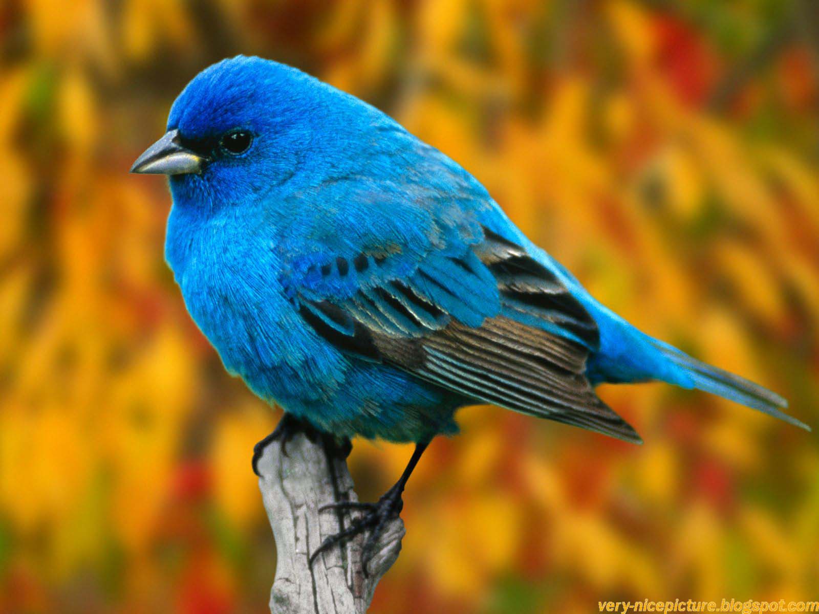 Birds Picture Wallpaper