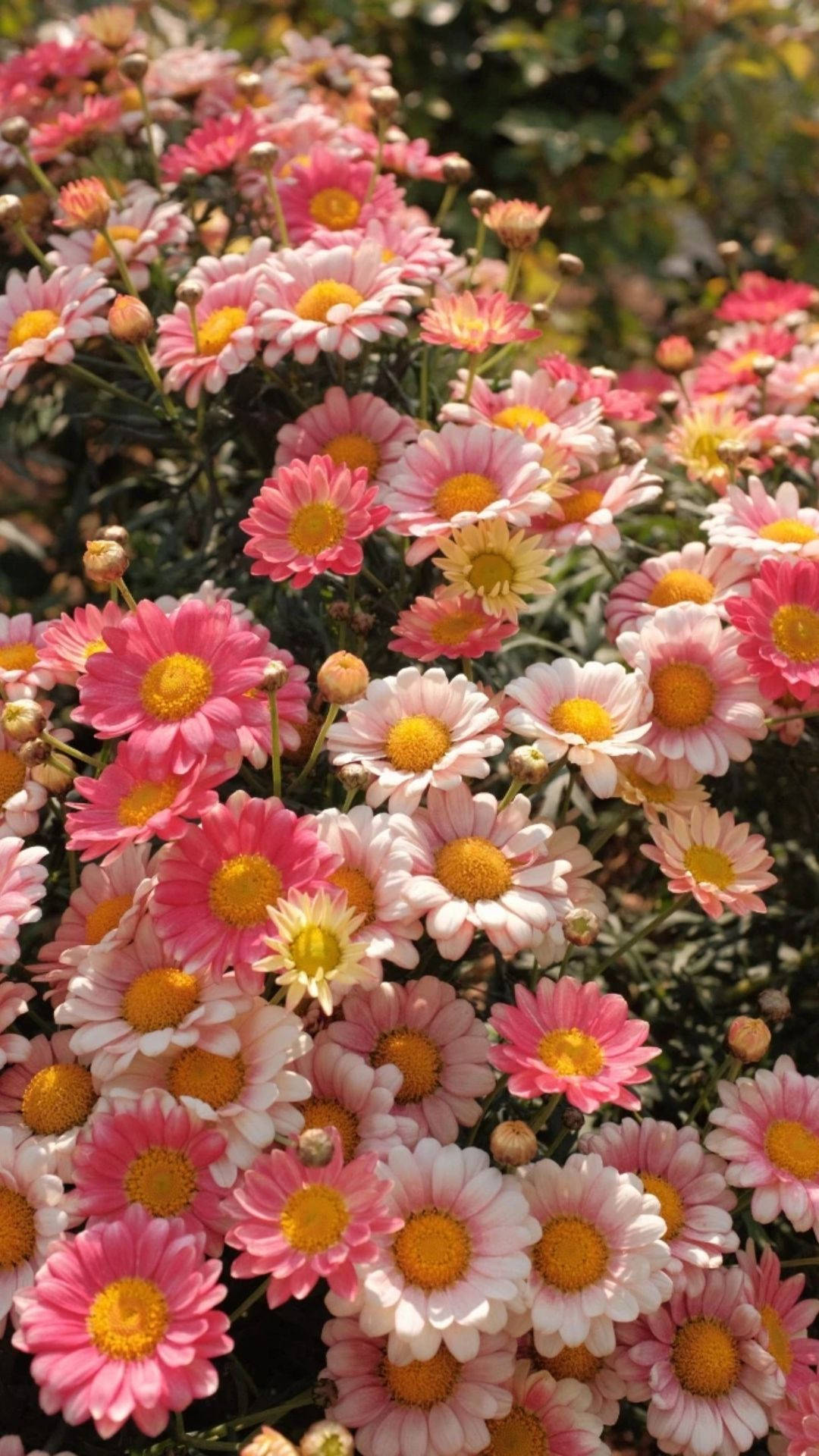 Top Flower Aesthetic Wallpaper Full HD 4k To Use