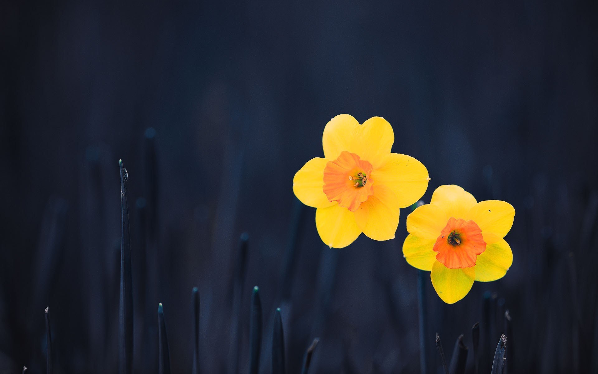 Daffodils Flowers Image And Wallpaper
