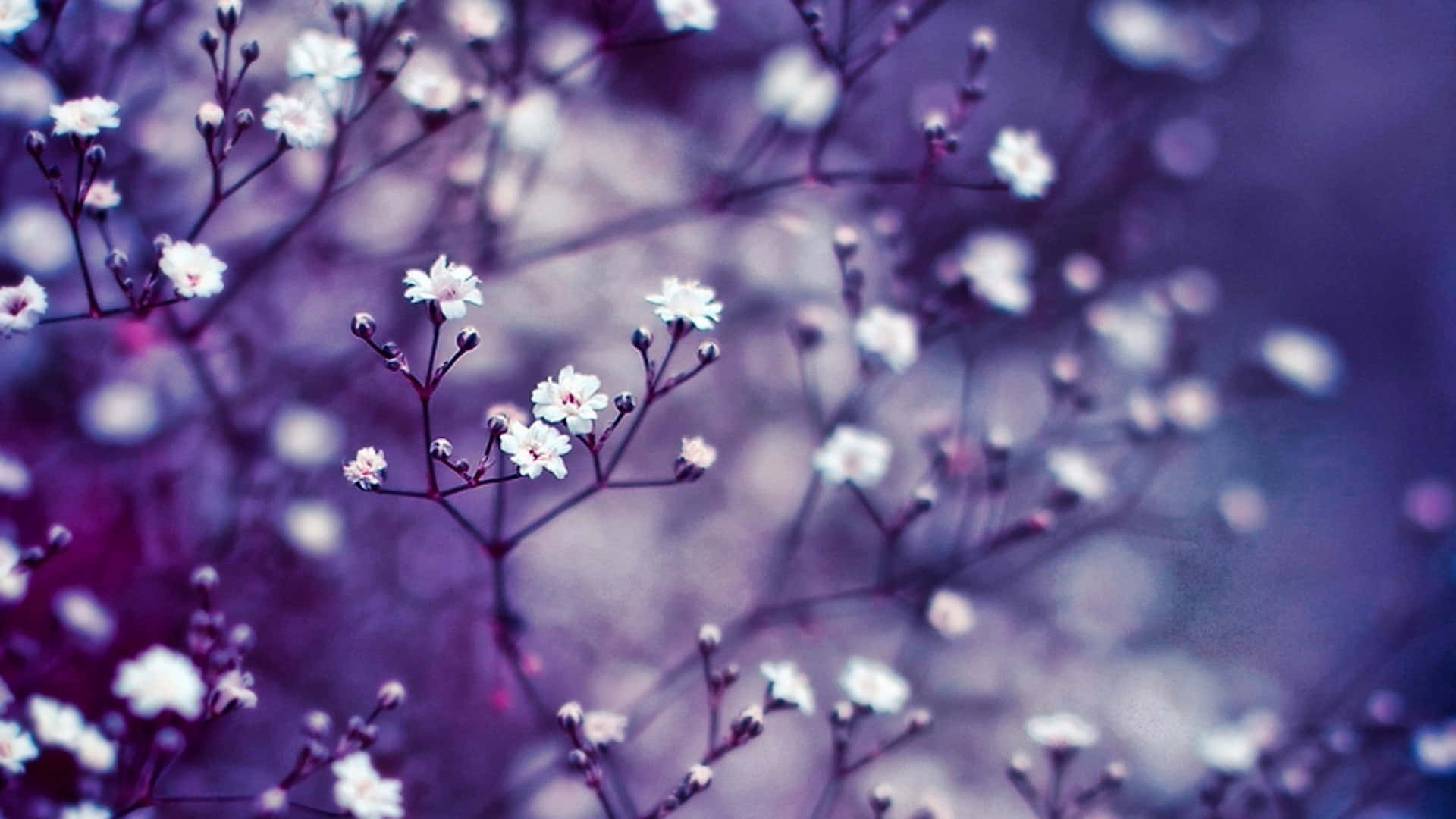 White Flower Wallpaper