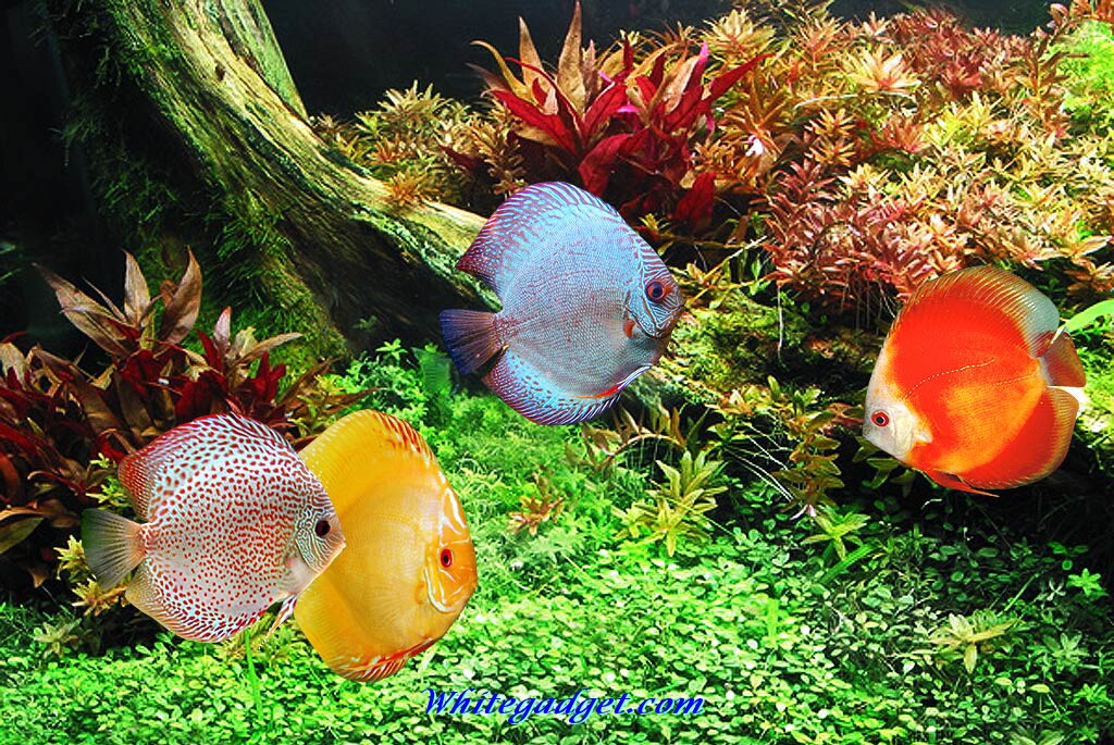 Tropical Fish Backgrounds Tropical fish wallpaper