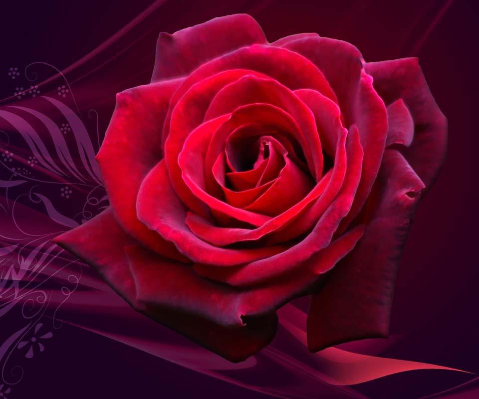 description depicting beautiful roses roses wallpaper hd 3d roses red
