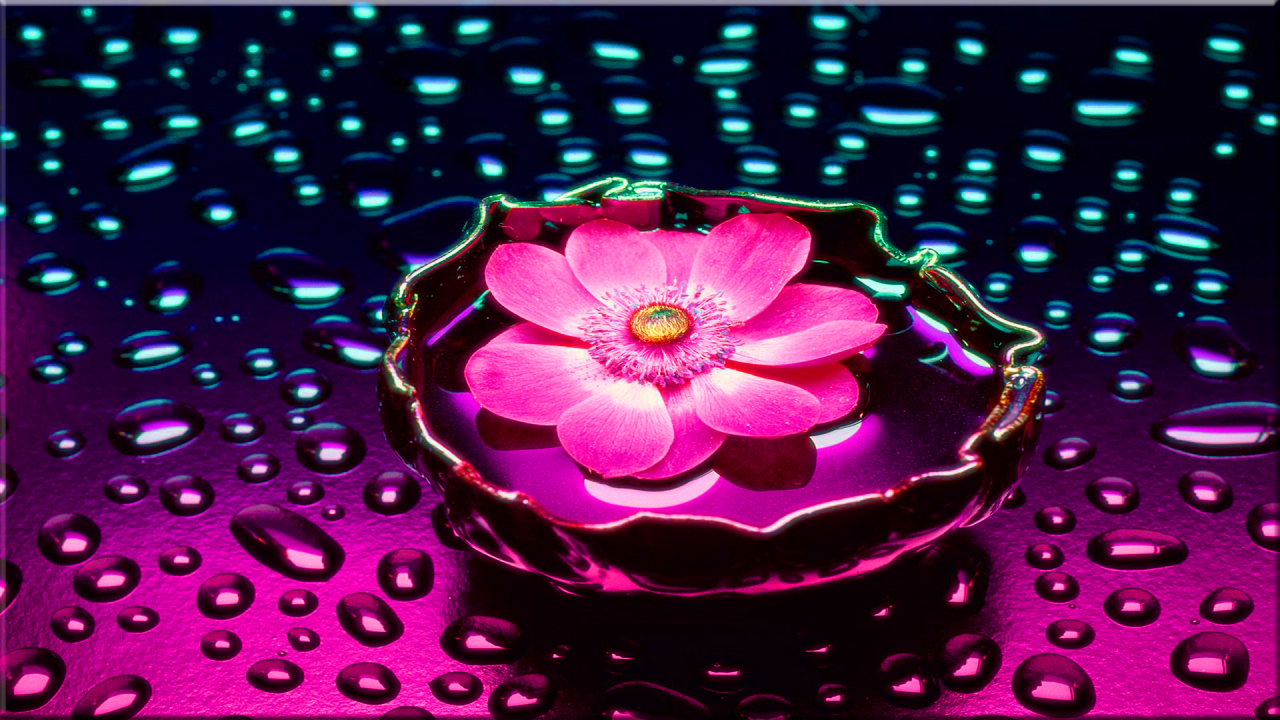 Pink Blossom Water Drops wallpapers Pink Blossom Water Drops