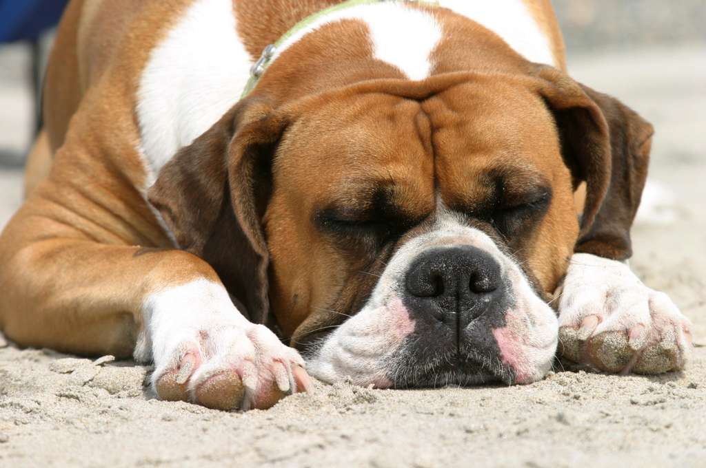 Boxer Dog Perfect HD Wallpaper All About