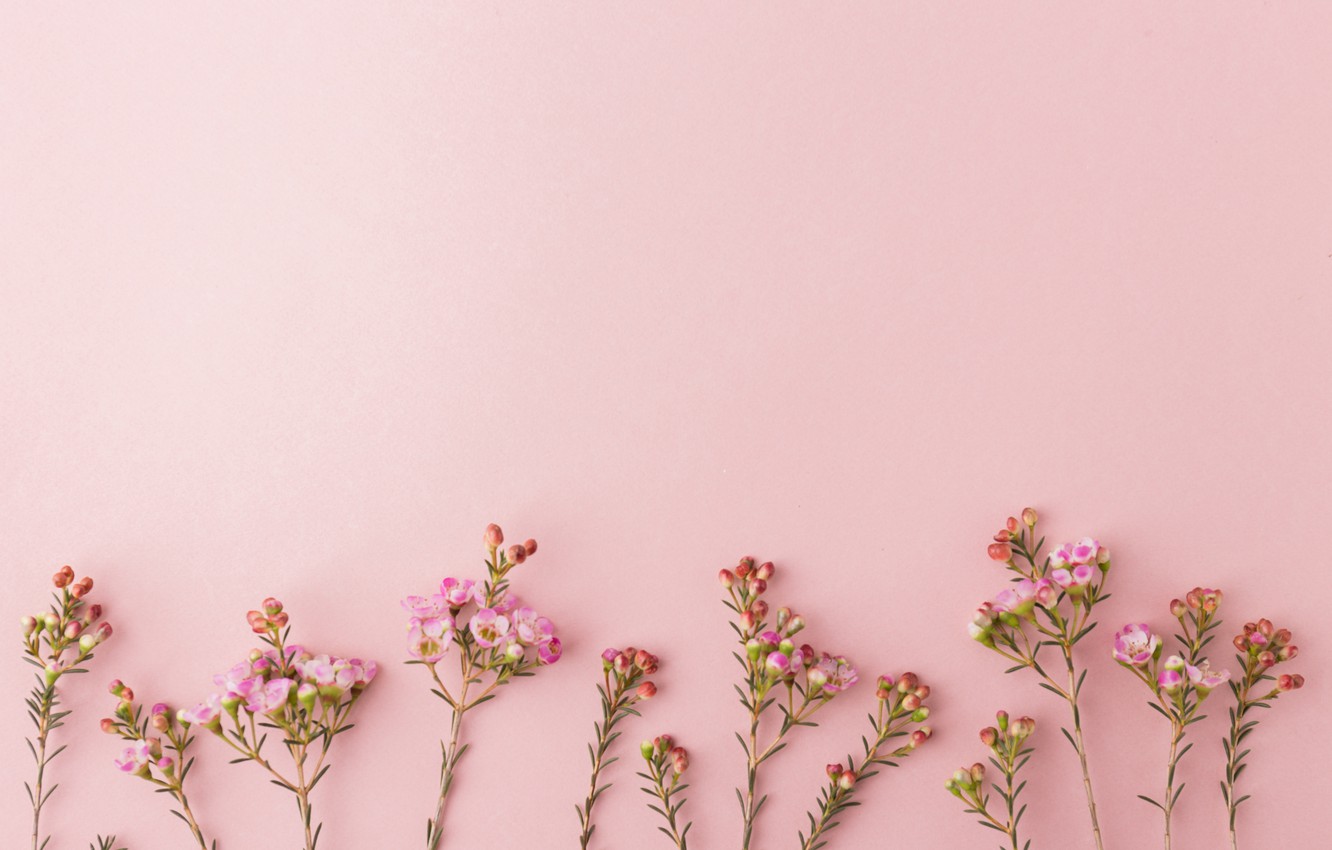 Photo Wallpaper Pink Flowers