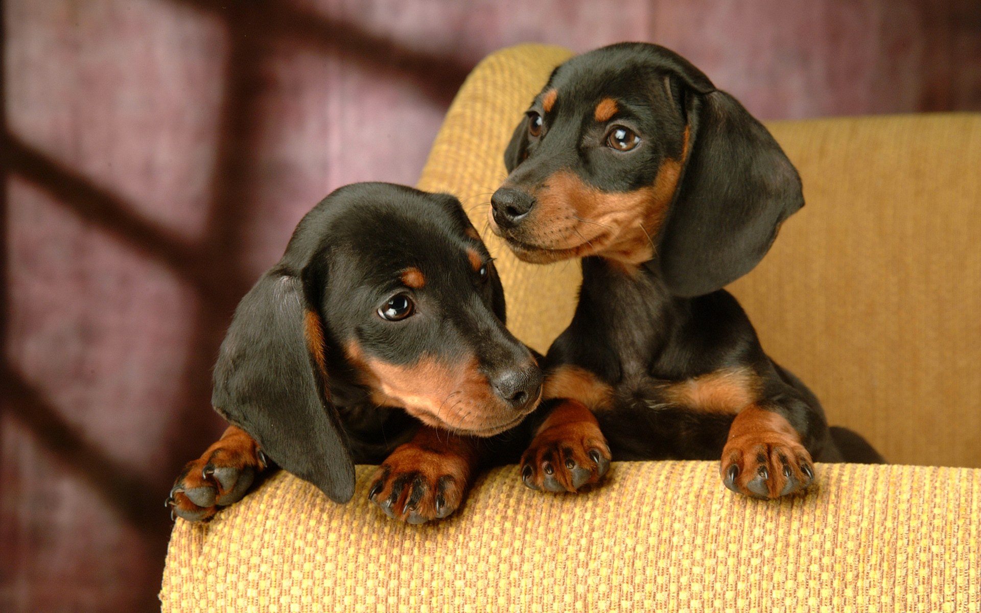 Miniature Dachshund Puppies Wallpaper Puppy No