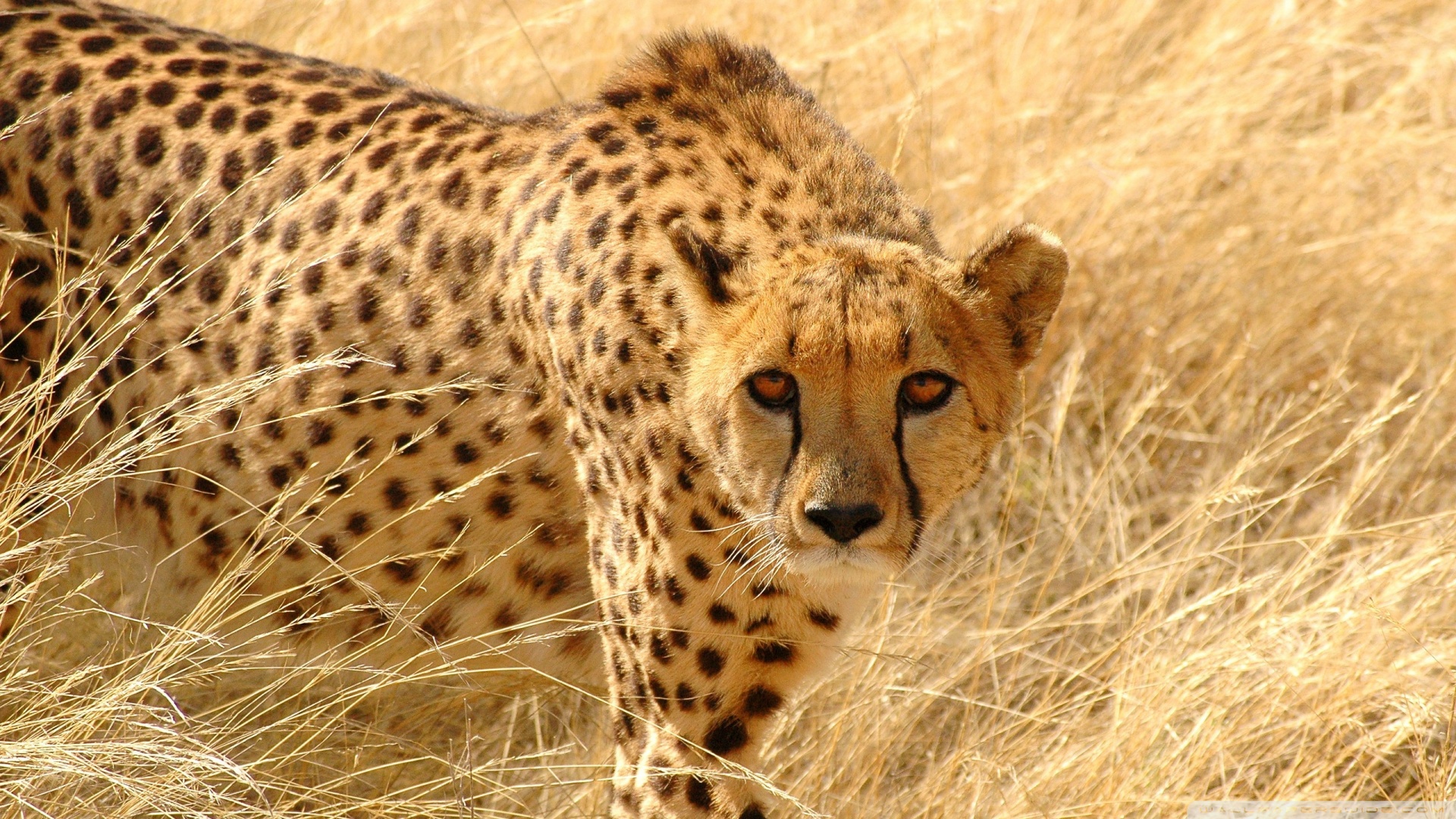 Download Cheetah Wildlife Wallpaper 1920x1080 Wallpoper