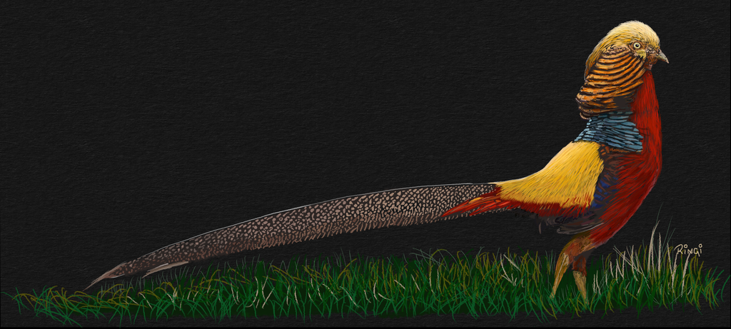 Golden Pheasant By R1ng1