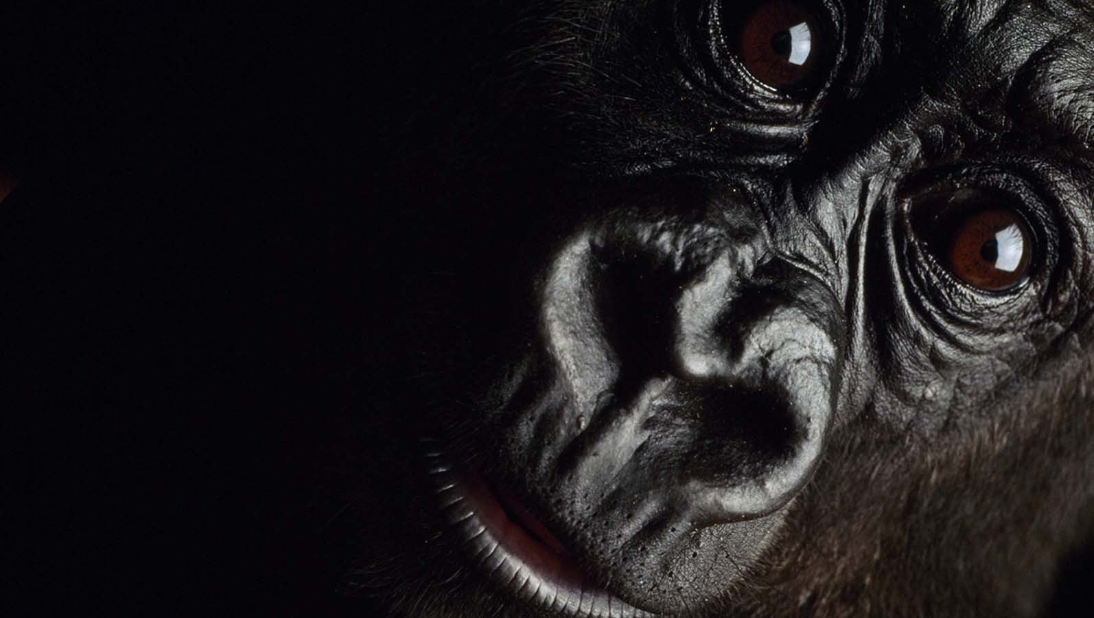 Close-up of a gorilla's face, highlighting its expressive eyes and facial features
