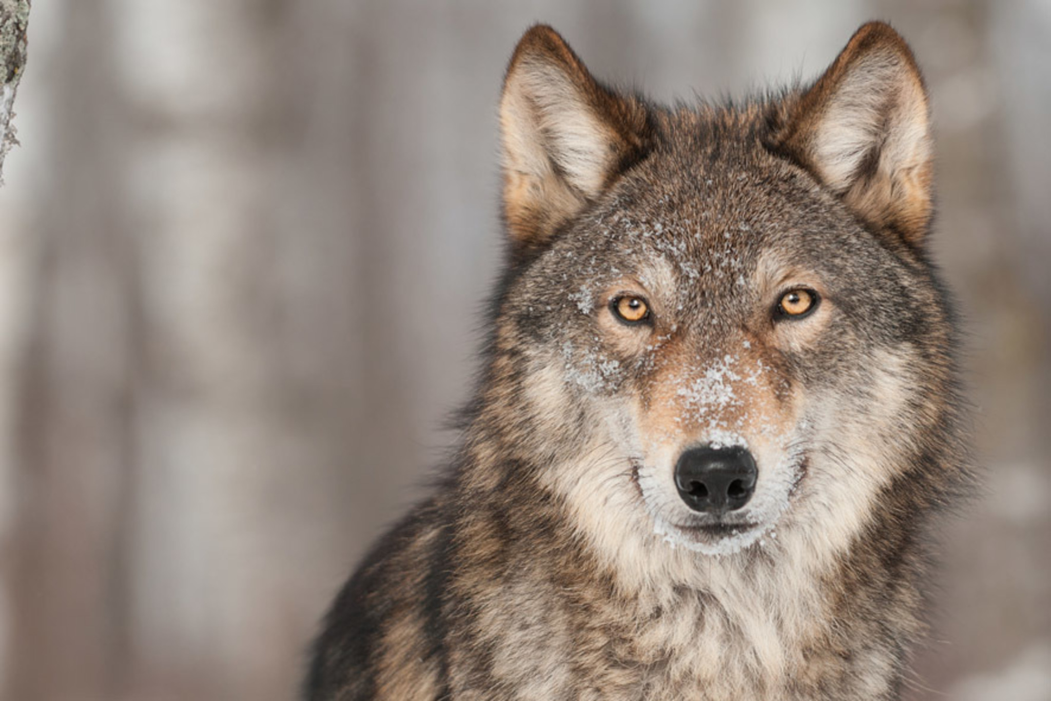 Eine Chance F R Den Wolf Wallpaper