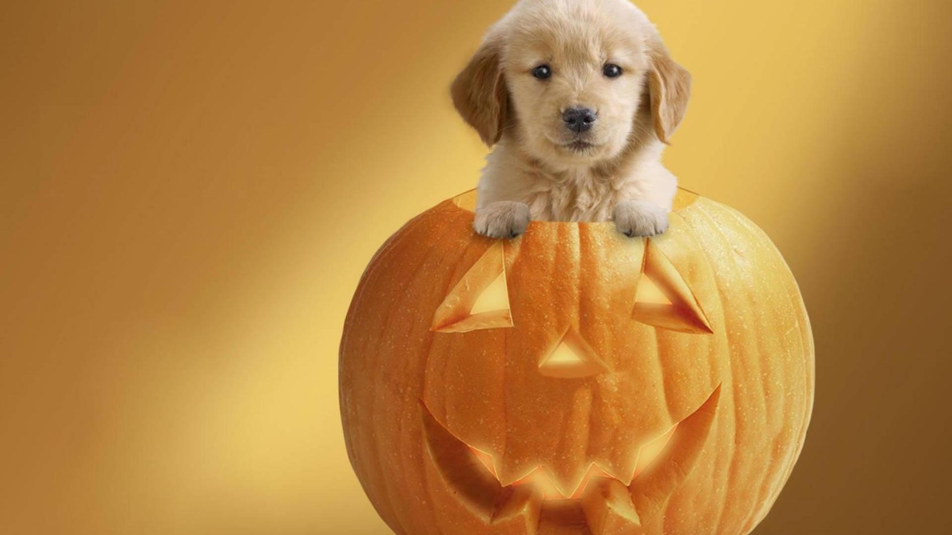 Cute Halloween Puppy Inside Jack O Lantern Wallpaper