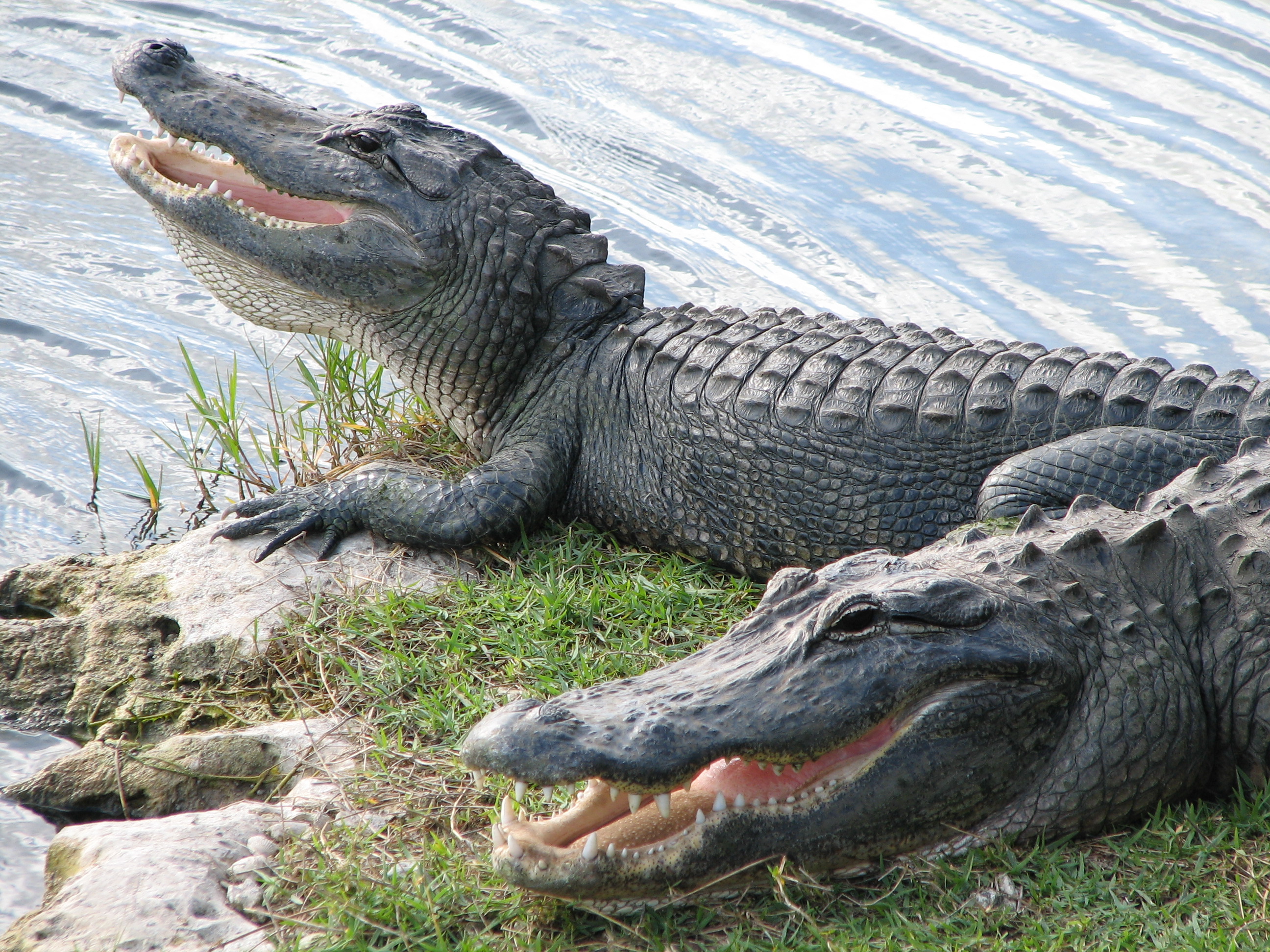 Alligator Wallpaper Pictures Pics Photos Image Desktop