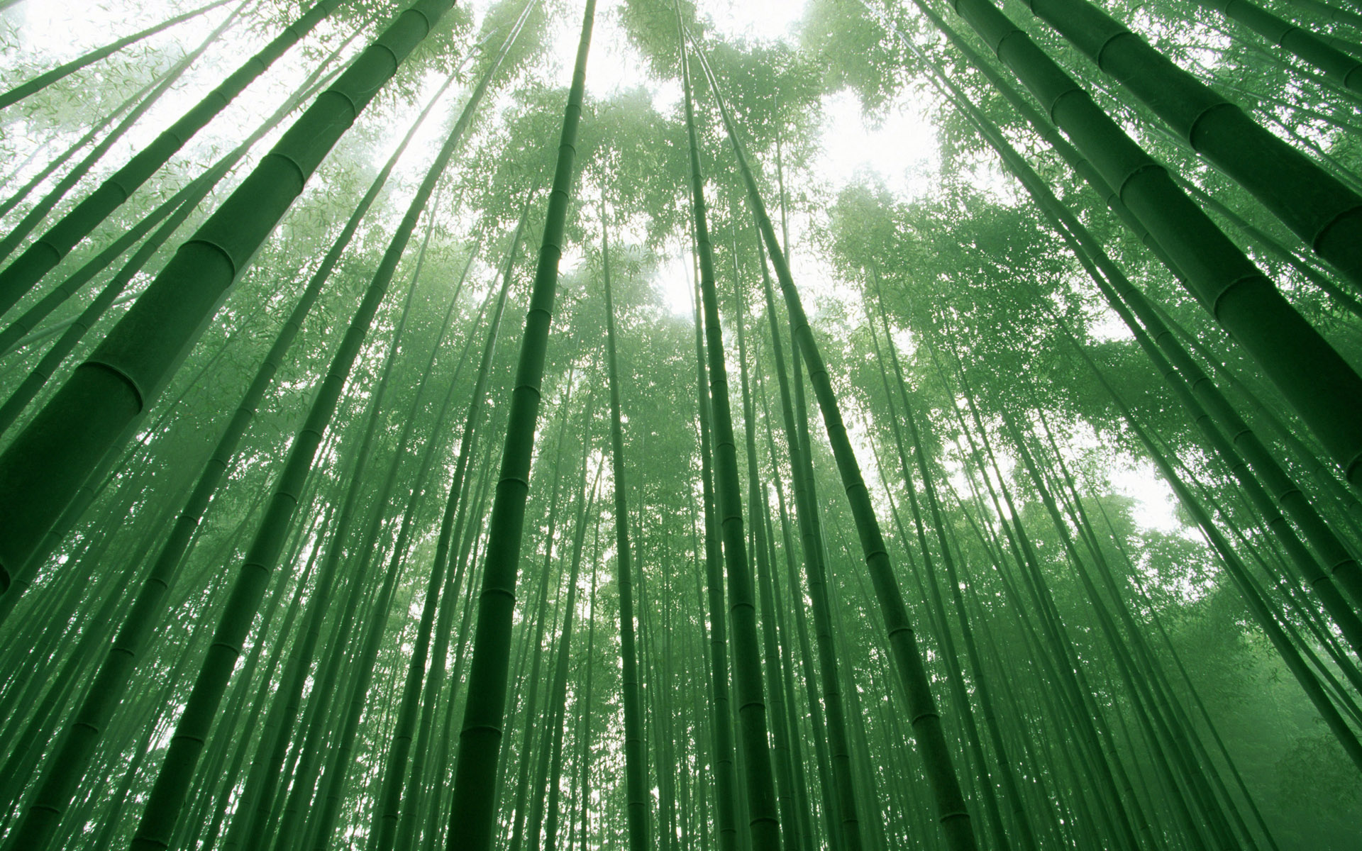 Bamboo Wallpaper HD Topwallpaper