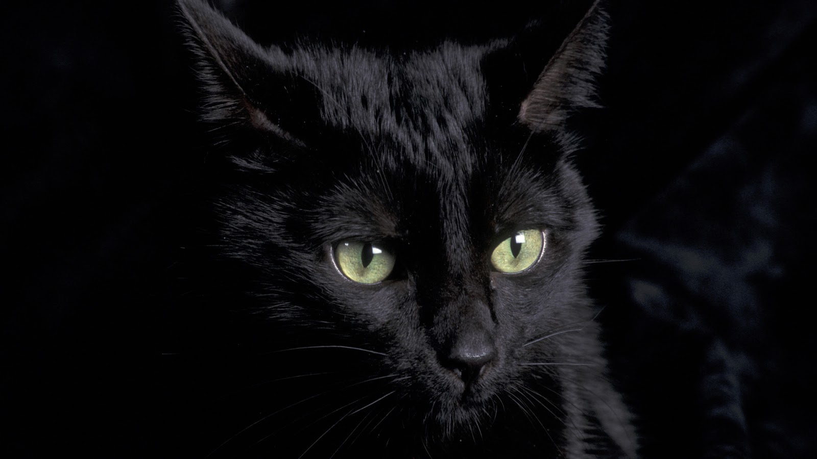 Free download Cute Black  Cat  Wallpaper 1600x900 for your 