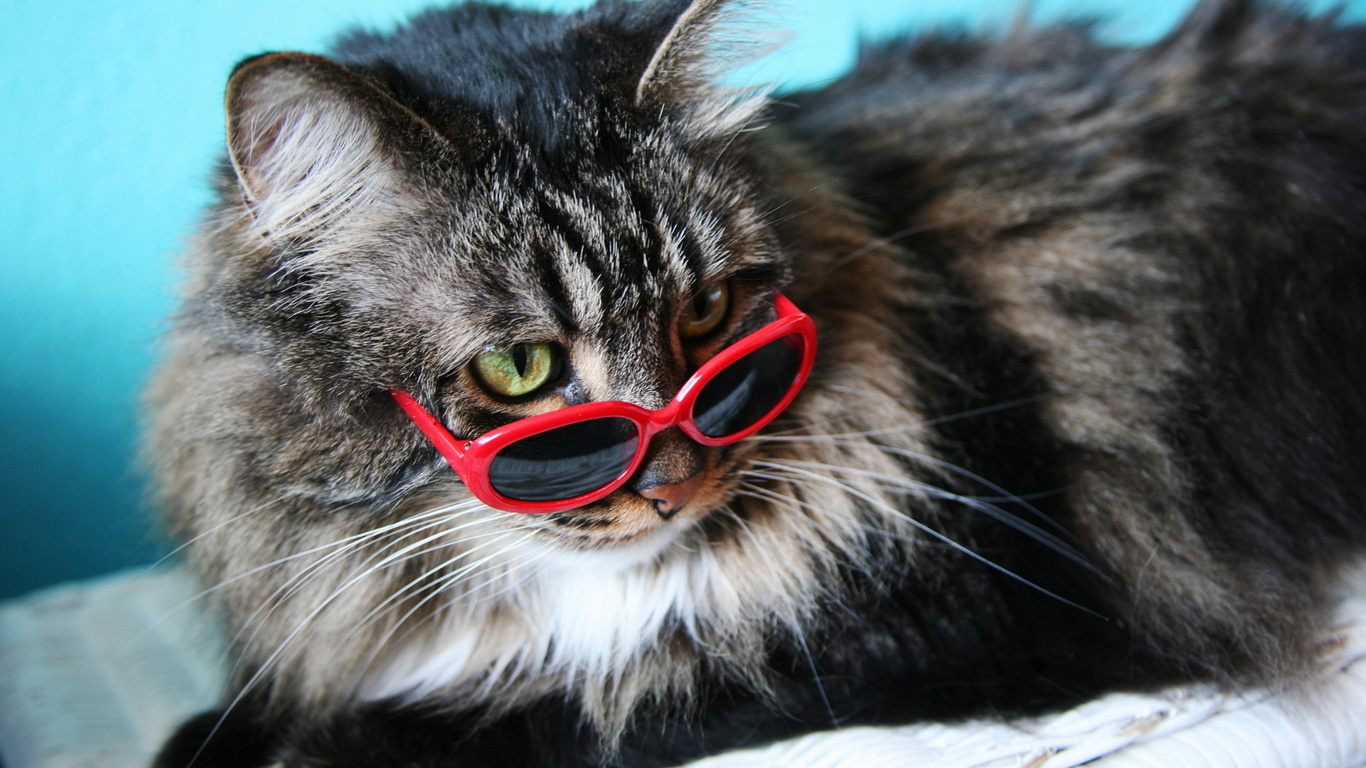 Wallpaper Cat Fashion Glasses Animals Widescreen On The Desktop