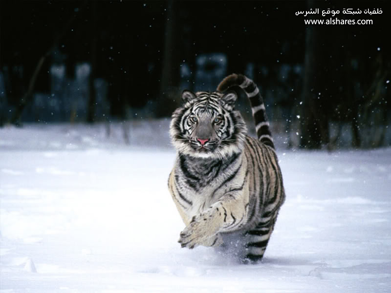 Snow Tiger Background Wallpaper For Desktop