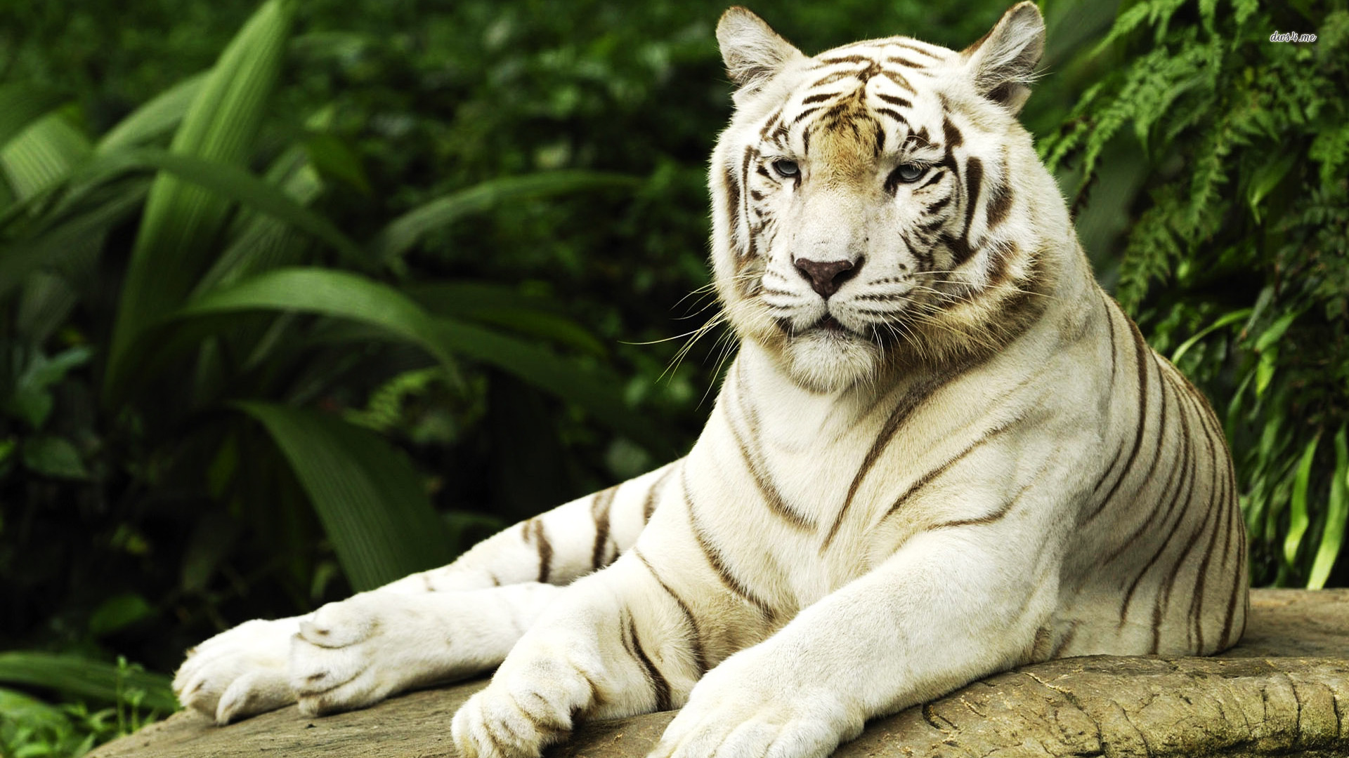 Resting White Tiger HD Animal Wallpaper