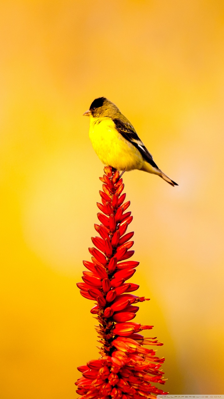 Little Yellow Bird Ultra HD Desktop Background Wallpaper For 4k