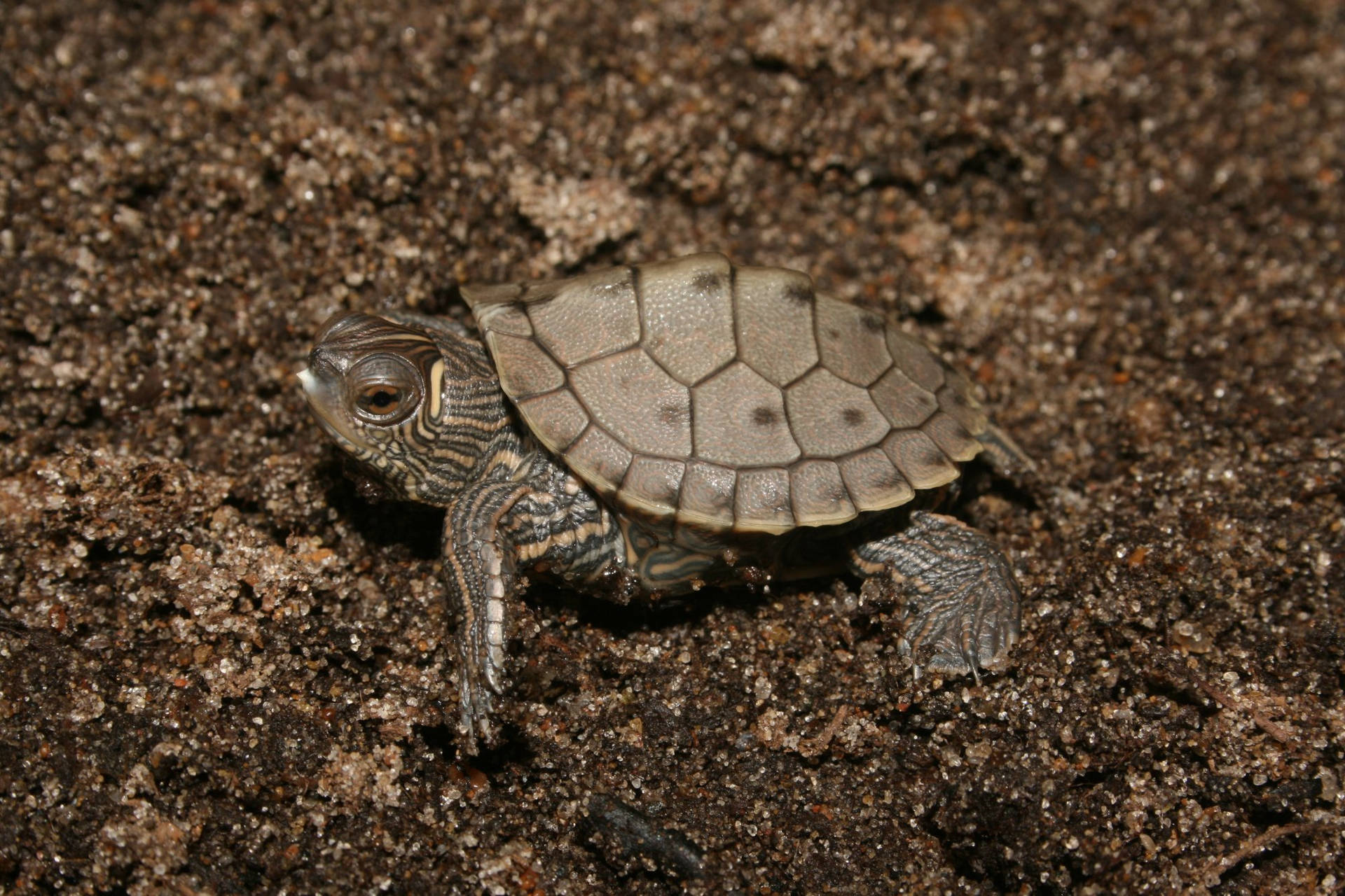 Cute Turtle Wallpaper