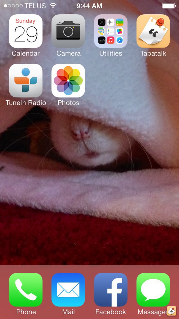 What Is Your Phone Wallpaper The Rat Shack