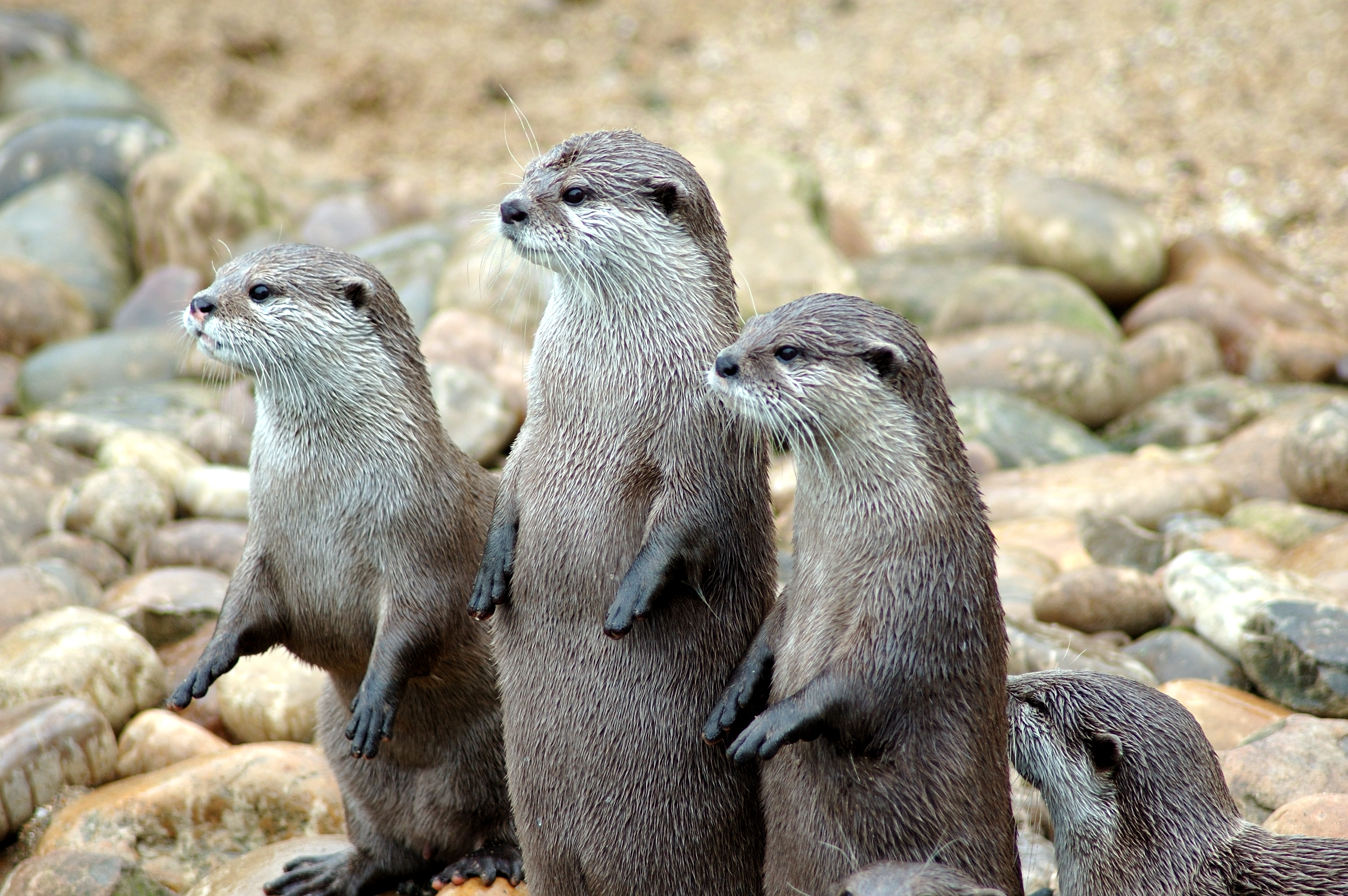 File Otters In A Row Jpg Wikimedia Mons