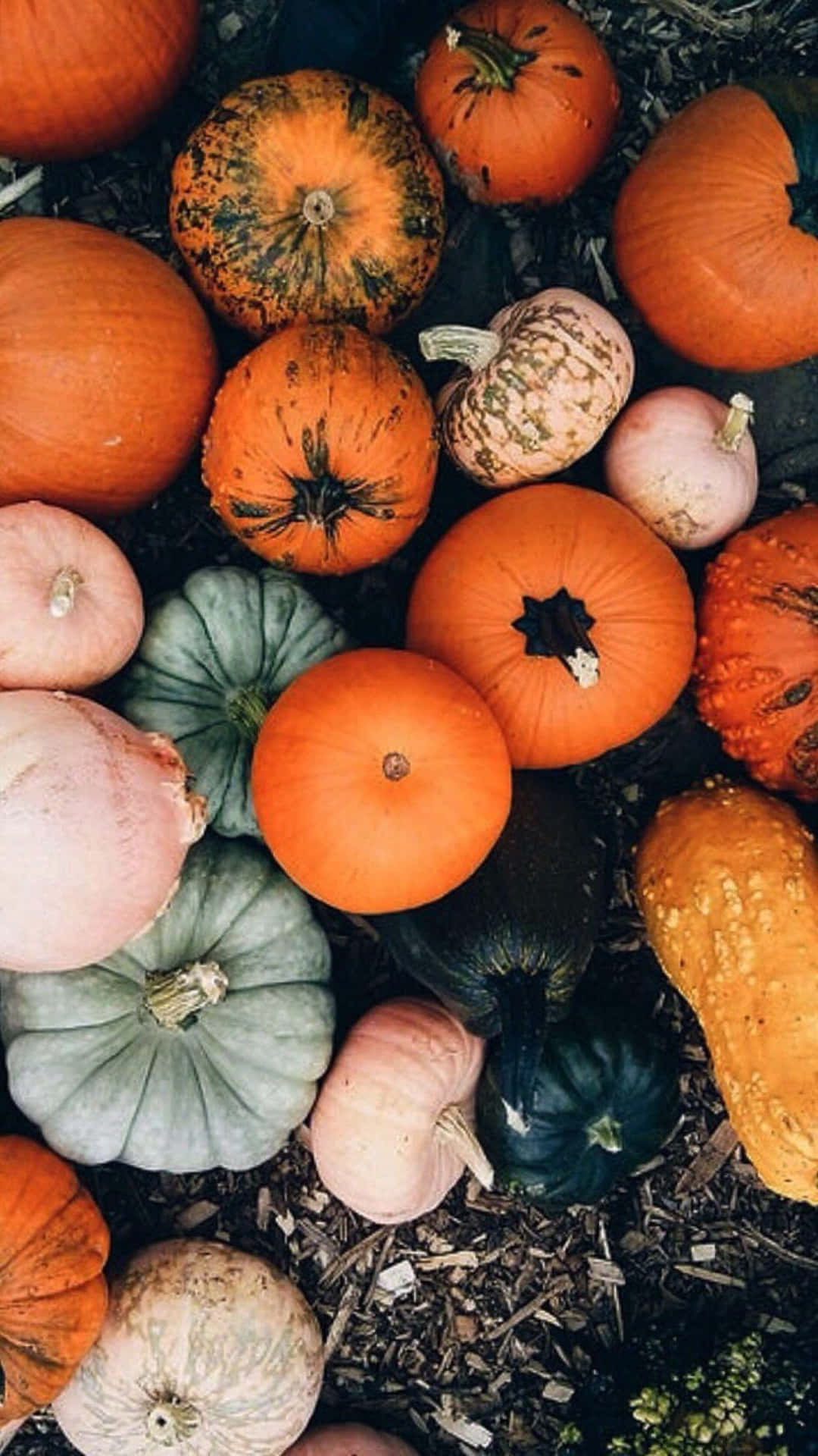 Pumpkin Aesthetic Wallpaper