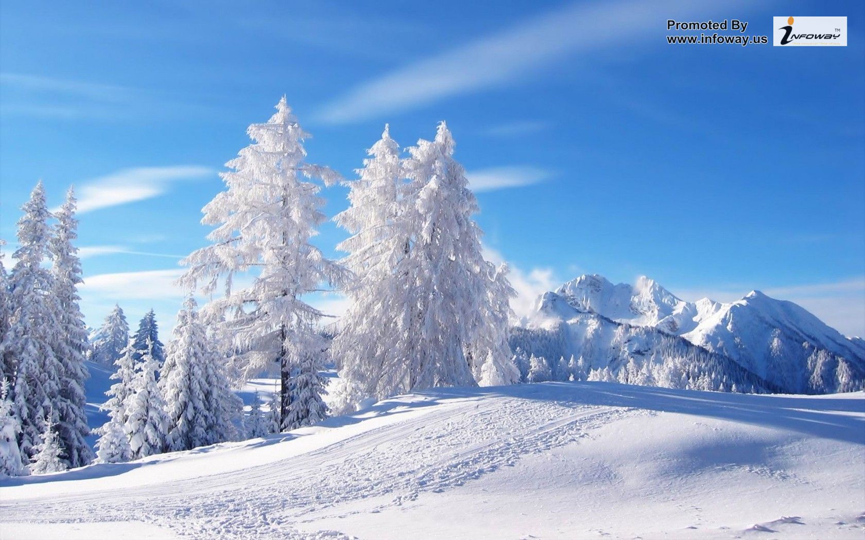 White Snowy Trees HD Wallpaper Image