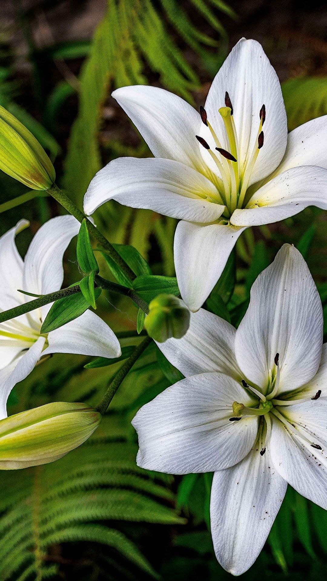 White Lily Wallpaper On