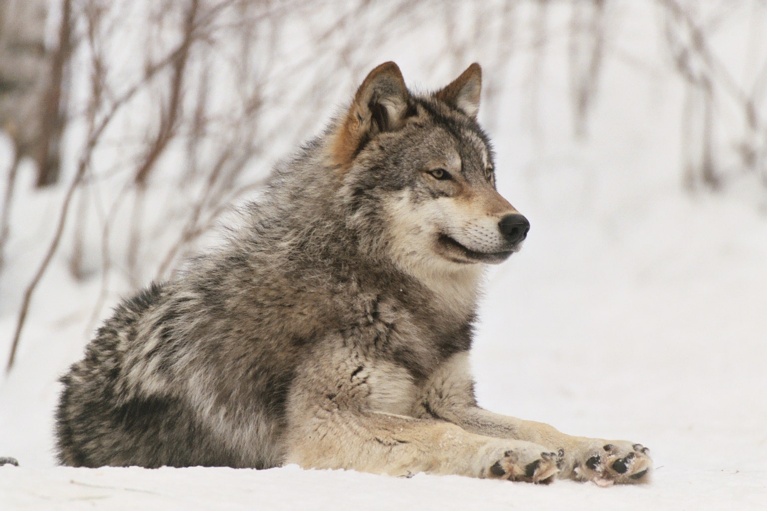 Gray Wolf Minnesota HD Wallpaper Res