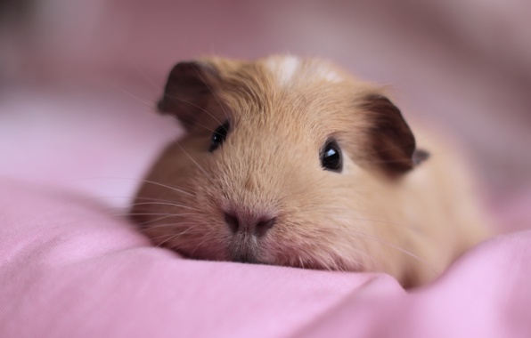 Guinea Pigs Muzzle Animal Is Wallpaper Photos Pictures
