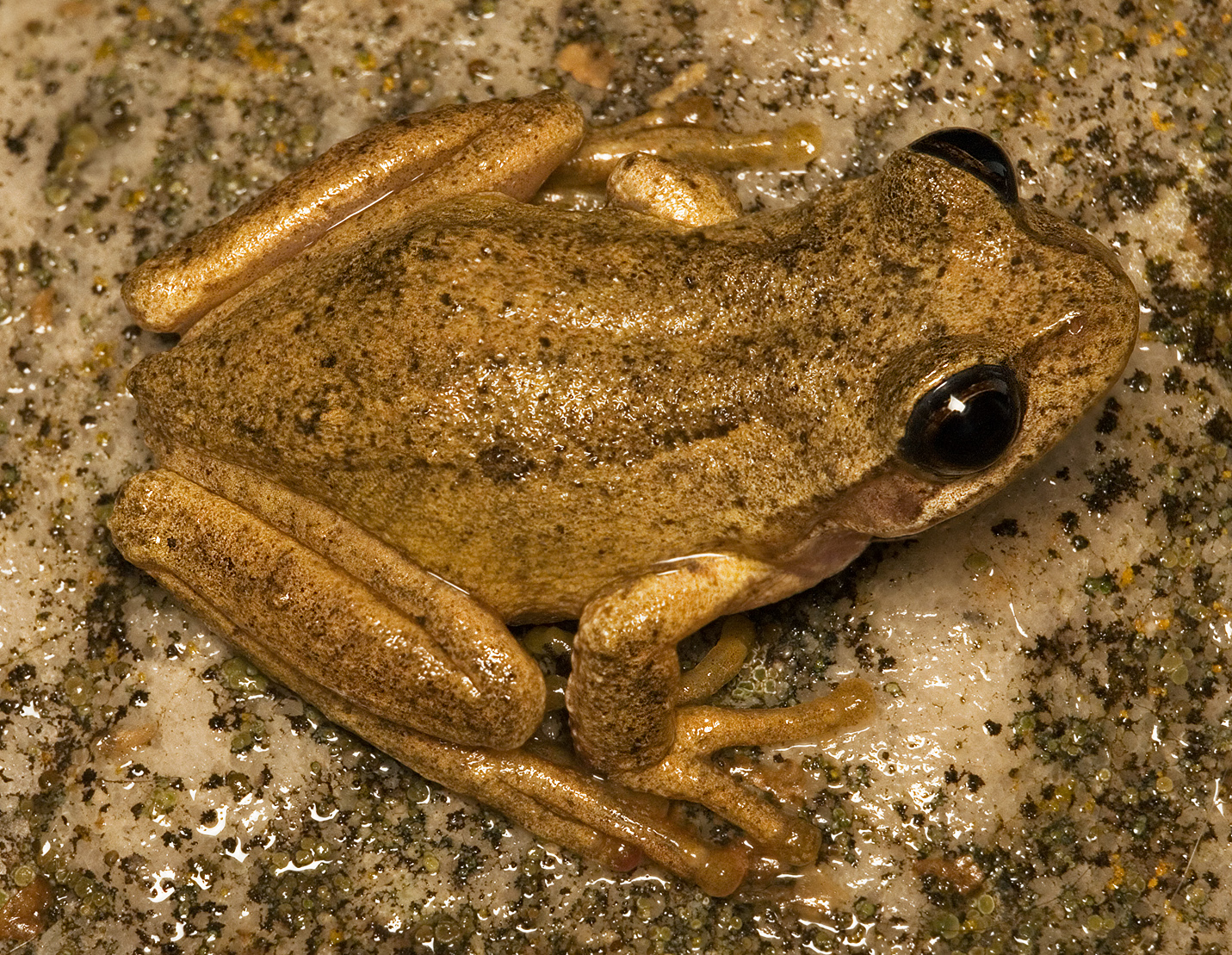 File Brown Tree Frog Jpg Wikimedia Mons