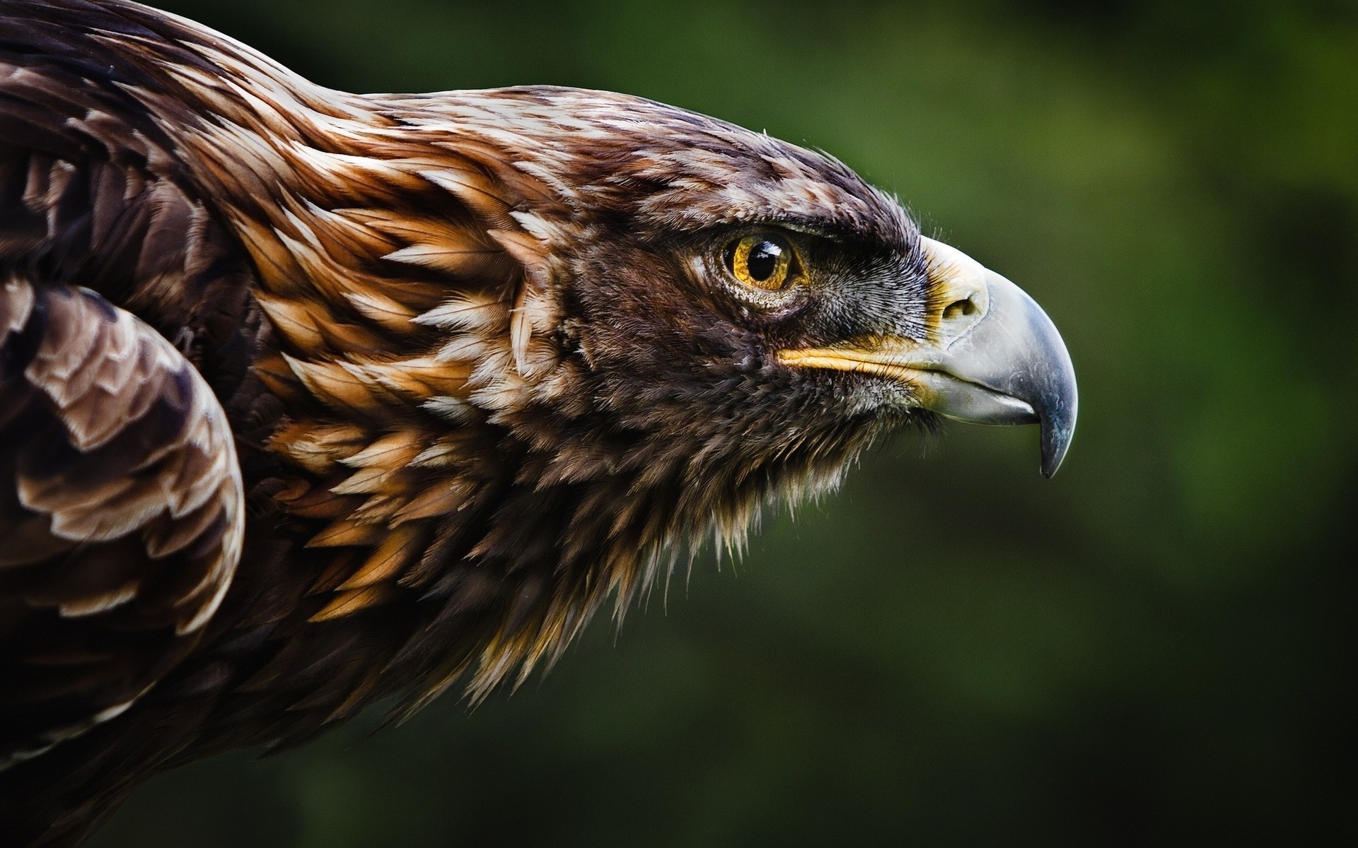 Eastern Imperial Eagle Nature Animals Birds Wallpaper HD