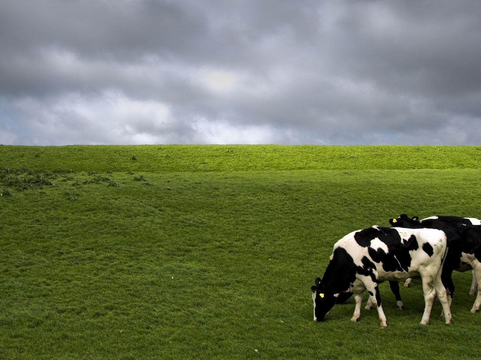 Holstein Cows HD Desktop Wallpaper Widescreen High Definition