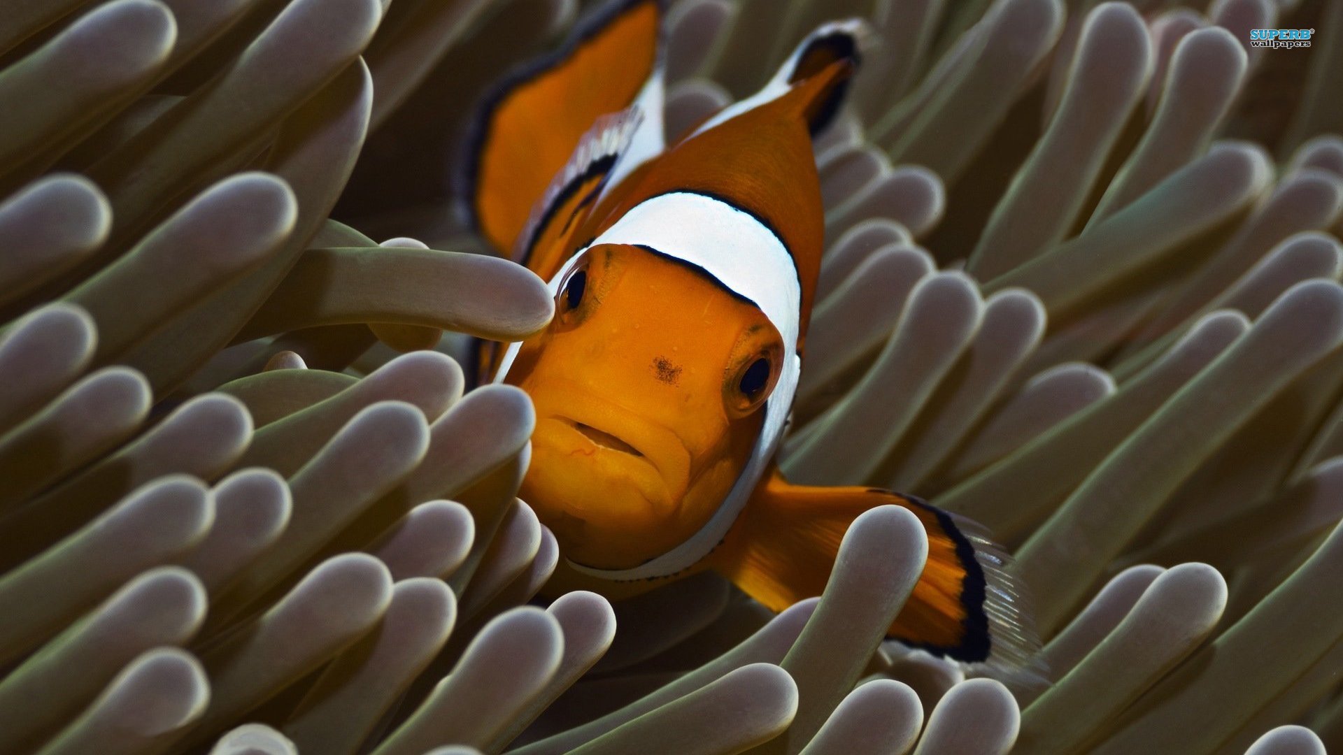 Clown Fish Background Pictures For iPad
