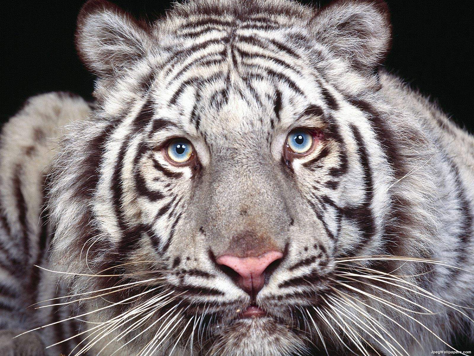 White tiger wallpaper 1600x1200