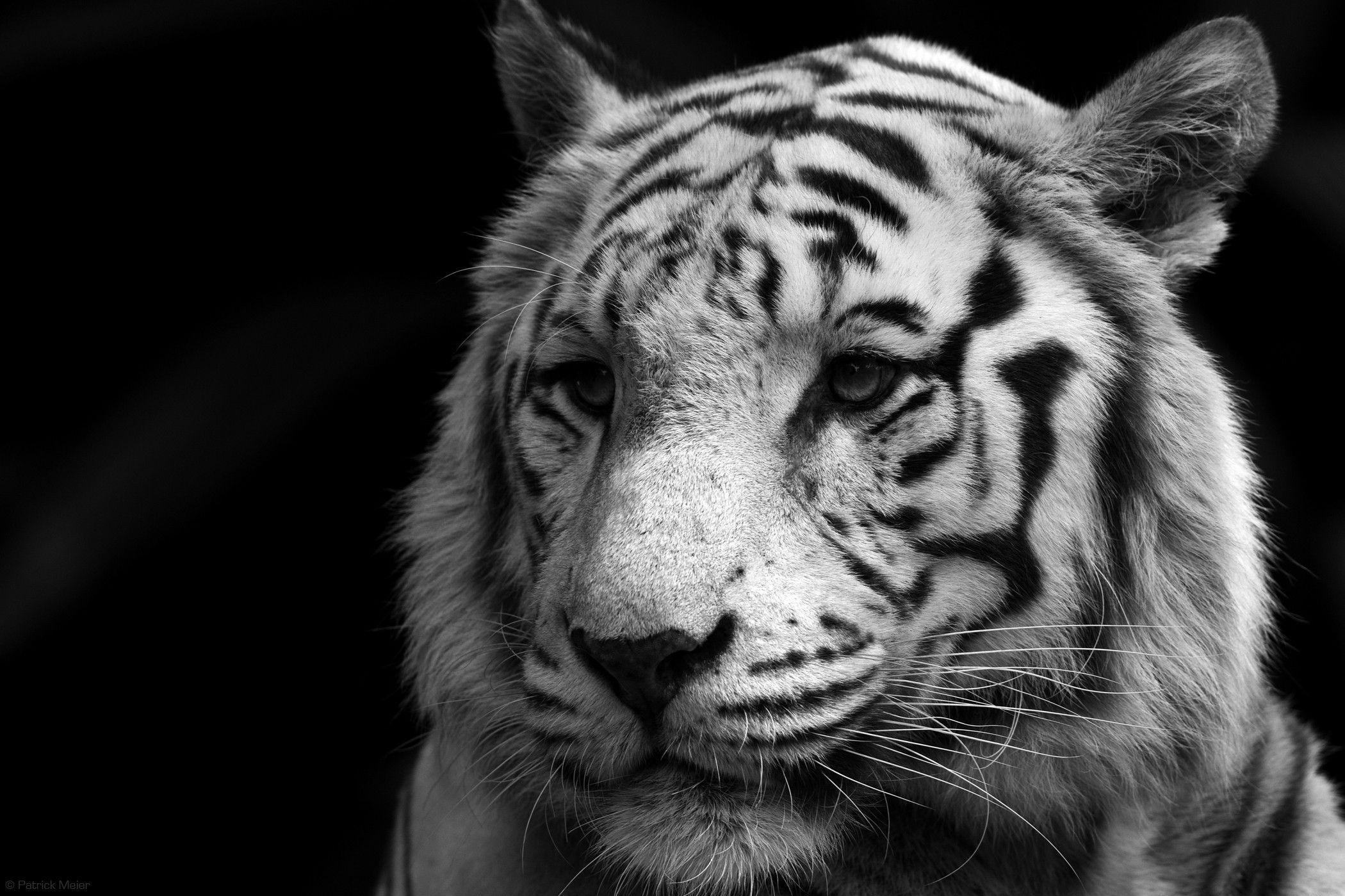 Free download White Bengal Tiger Wallpapers [2100x1400] for your