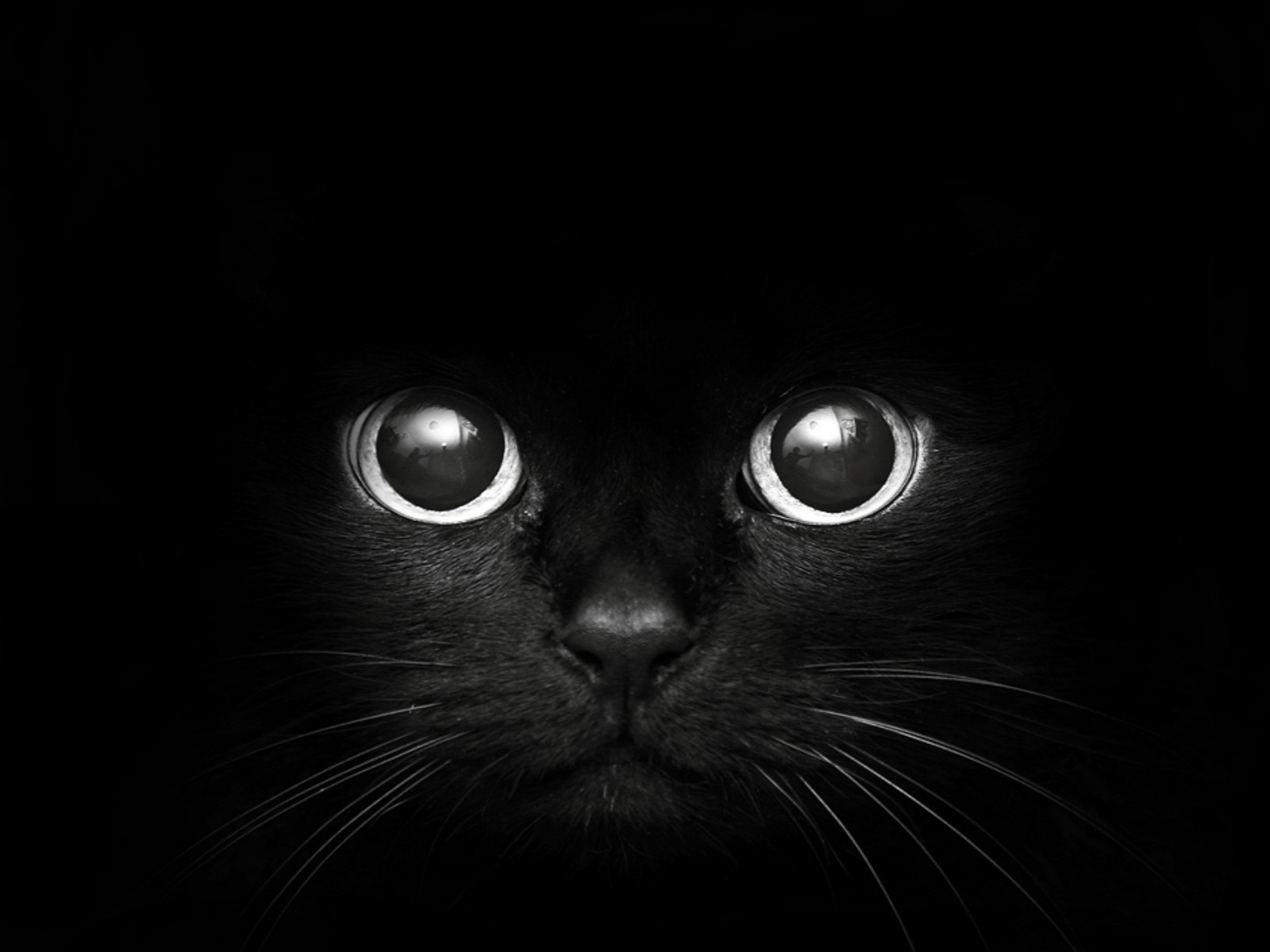 Black Eyes Wallpaper Beautiful Cat