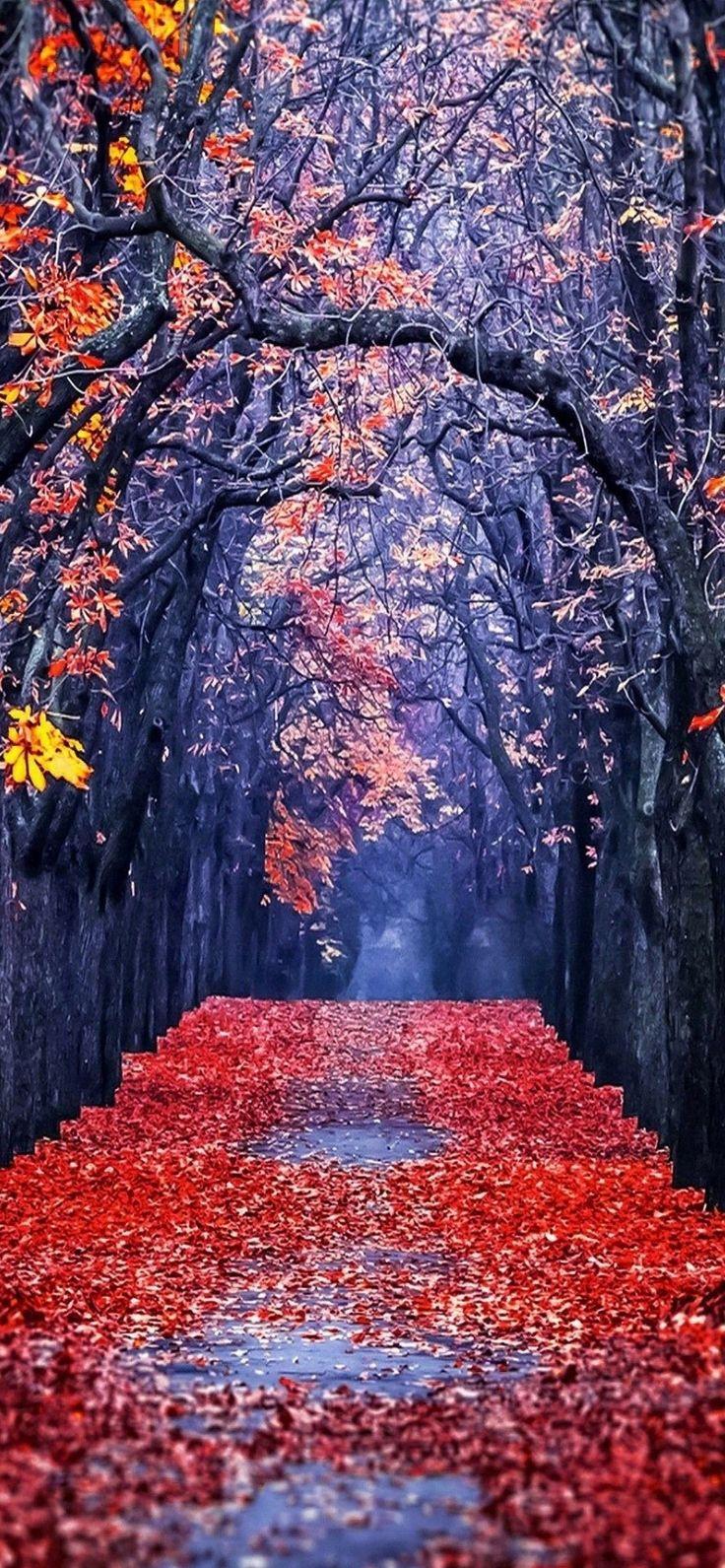 Aesthetic Fall Wallpaper For iPhone HD