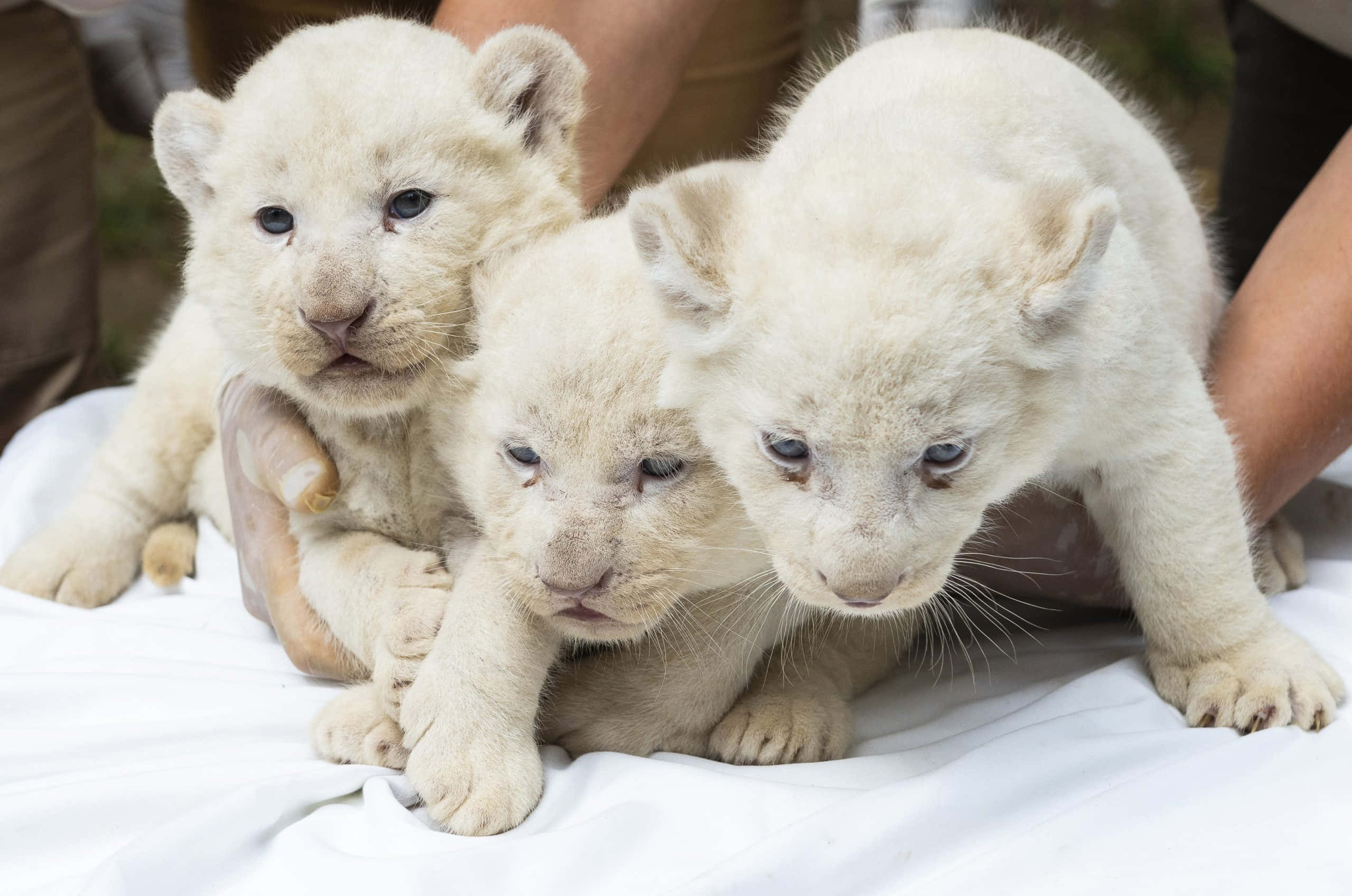 Baby Lion Picture Wallpaper