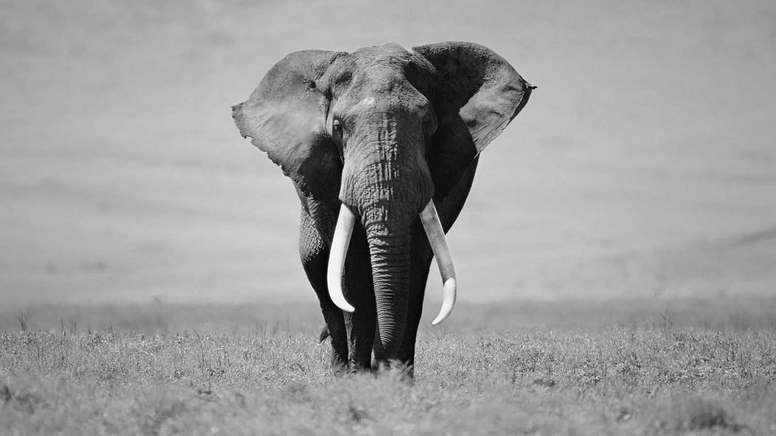 Black And White Elephant Wallpaper Animal Photo